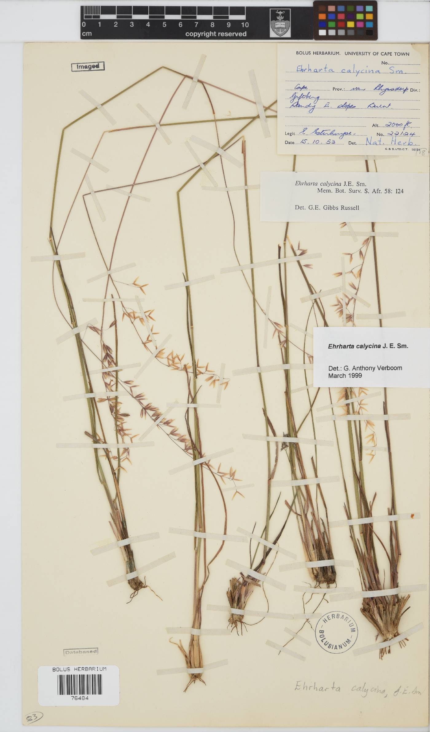 Ehrharta calycina image