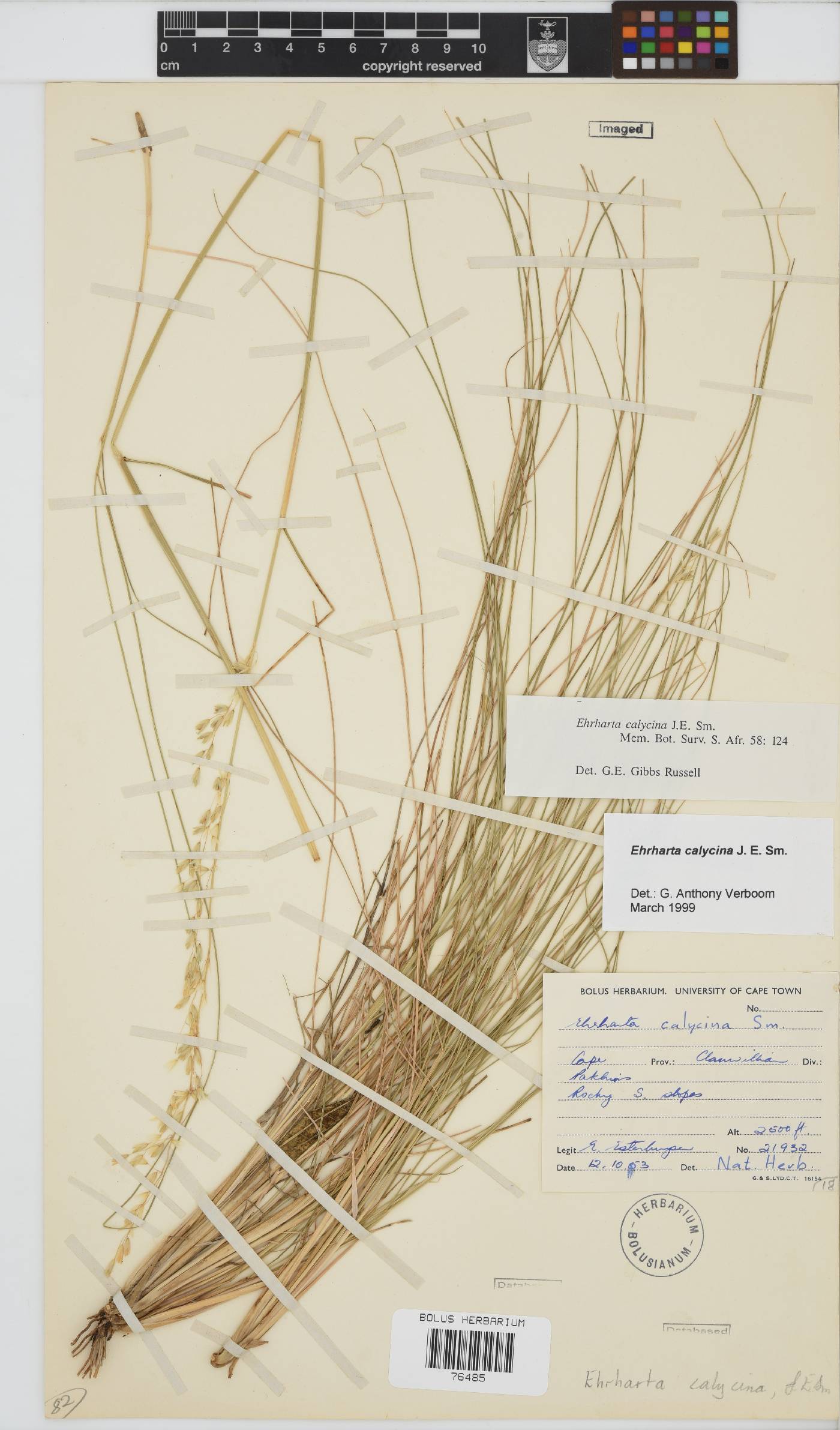 Ehrharta calycina image