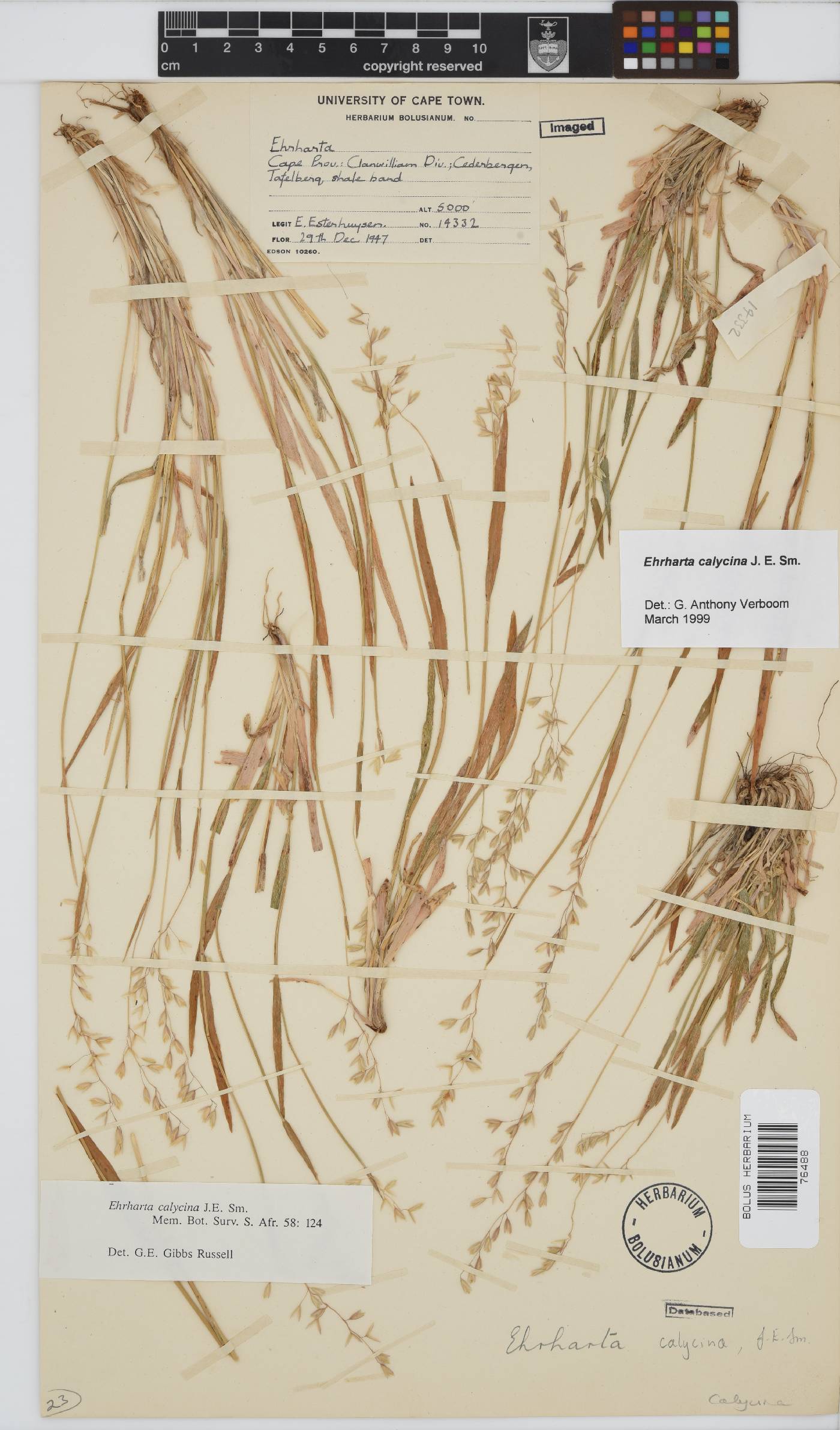Ehrharta calycina image