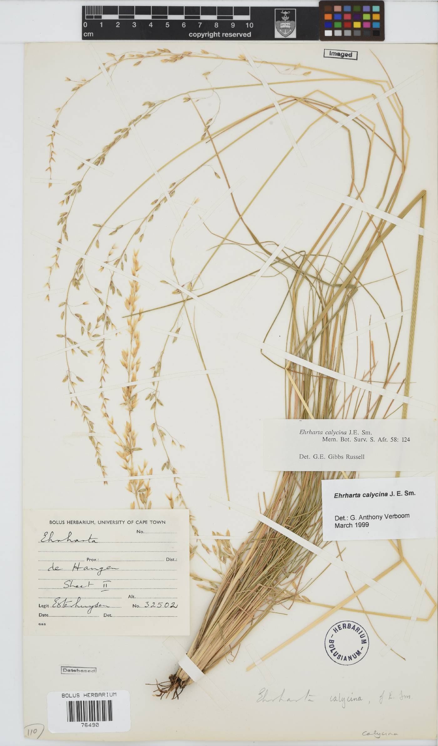 Ehrharta calycina image