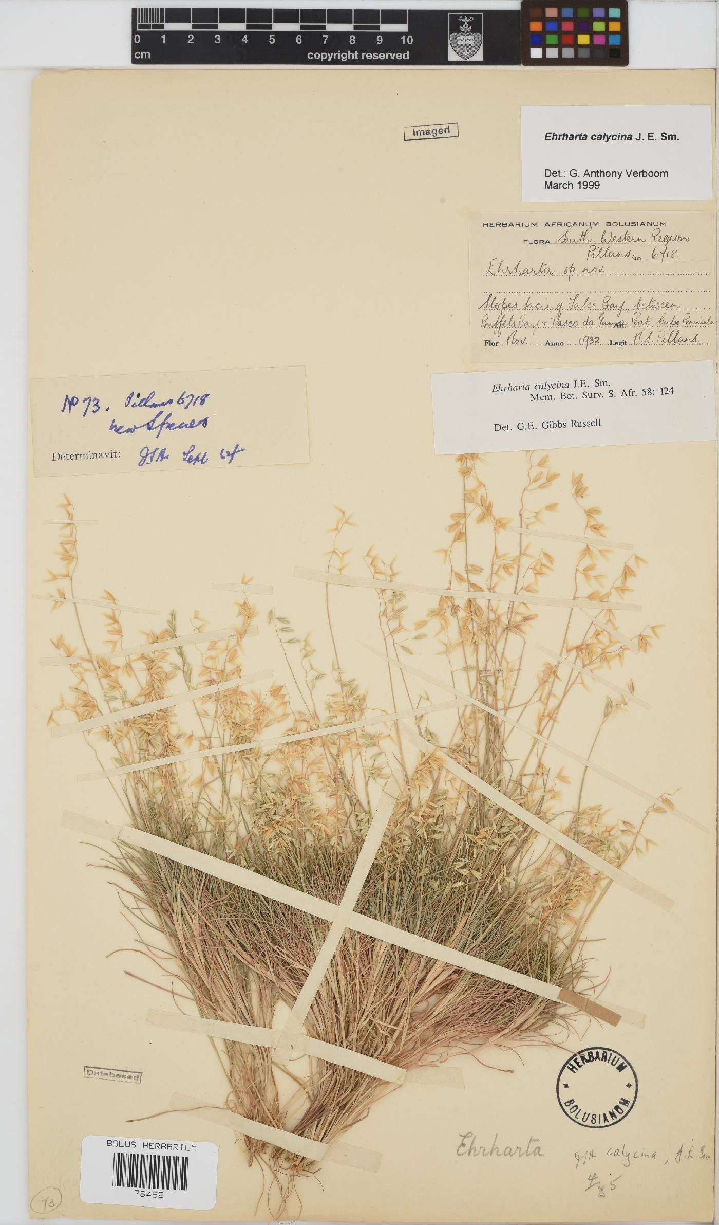 Ehrharta calycina image