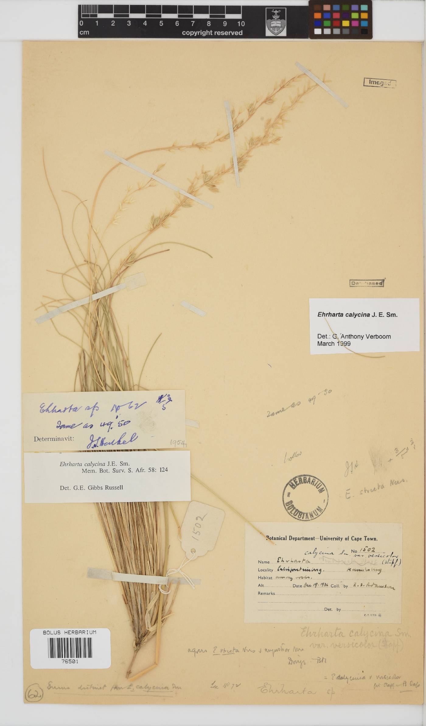 Ehrharta calycina image