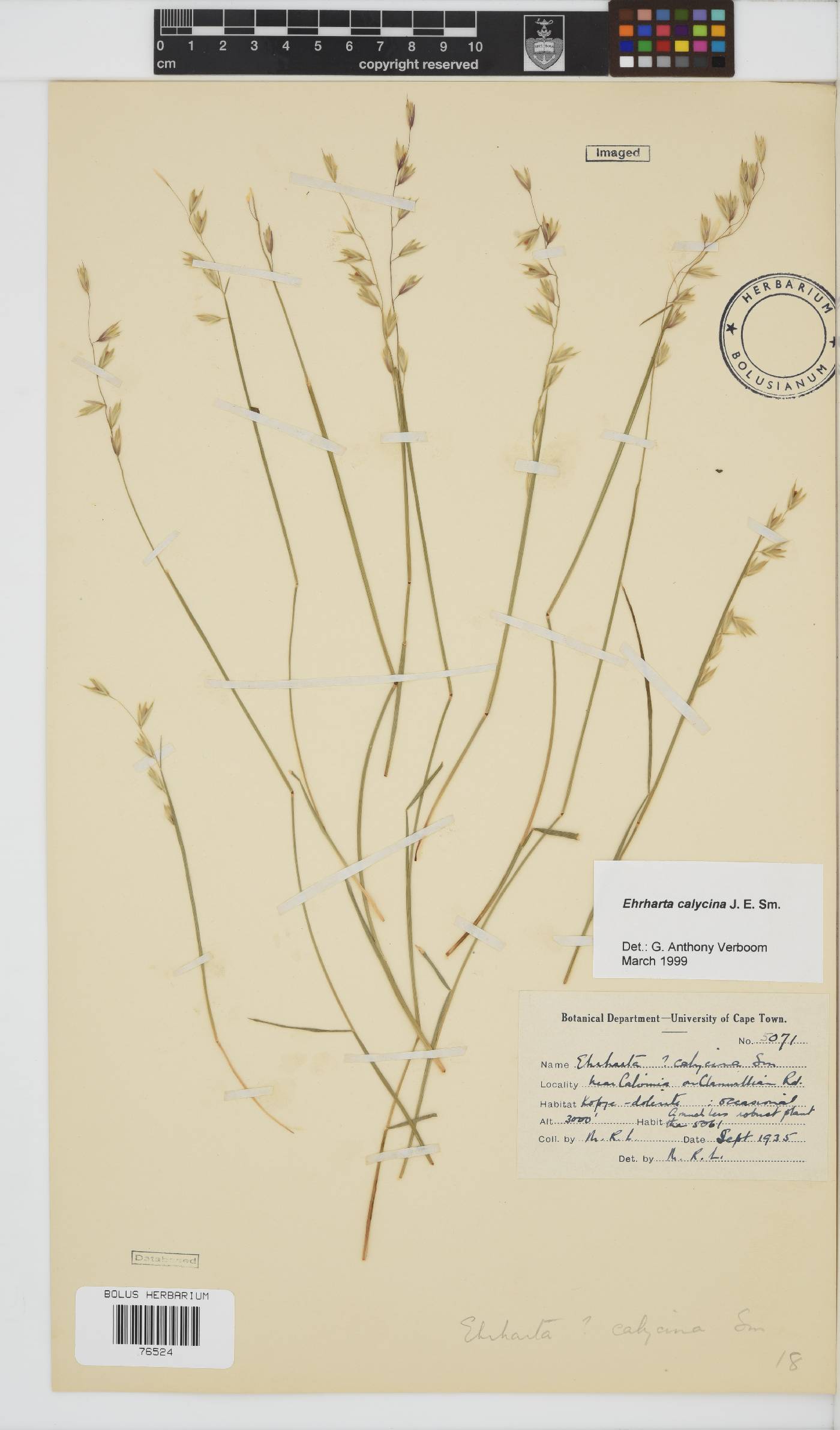 Ehrharta calycina image