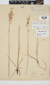 Ehrharta bulbosa image