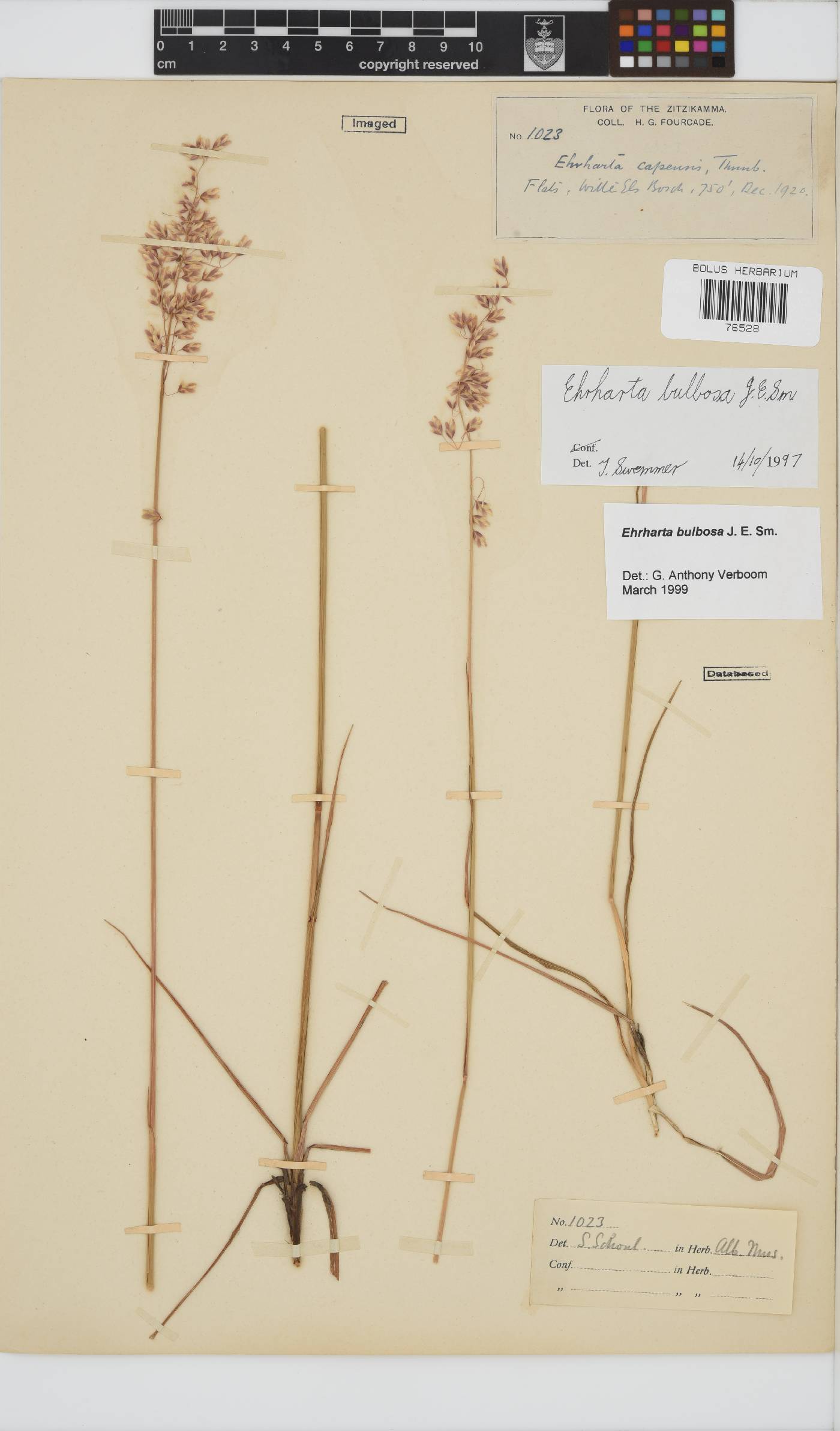 Ehrharta bulbosa image