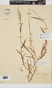 Ehrharta erecta var. erecta image