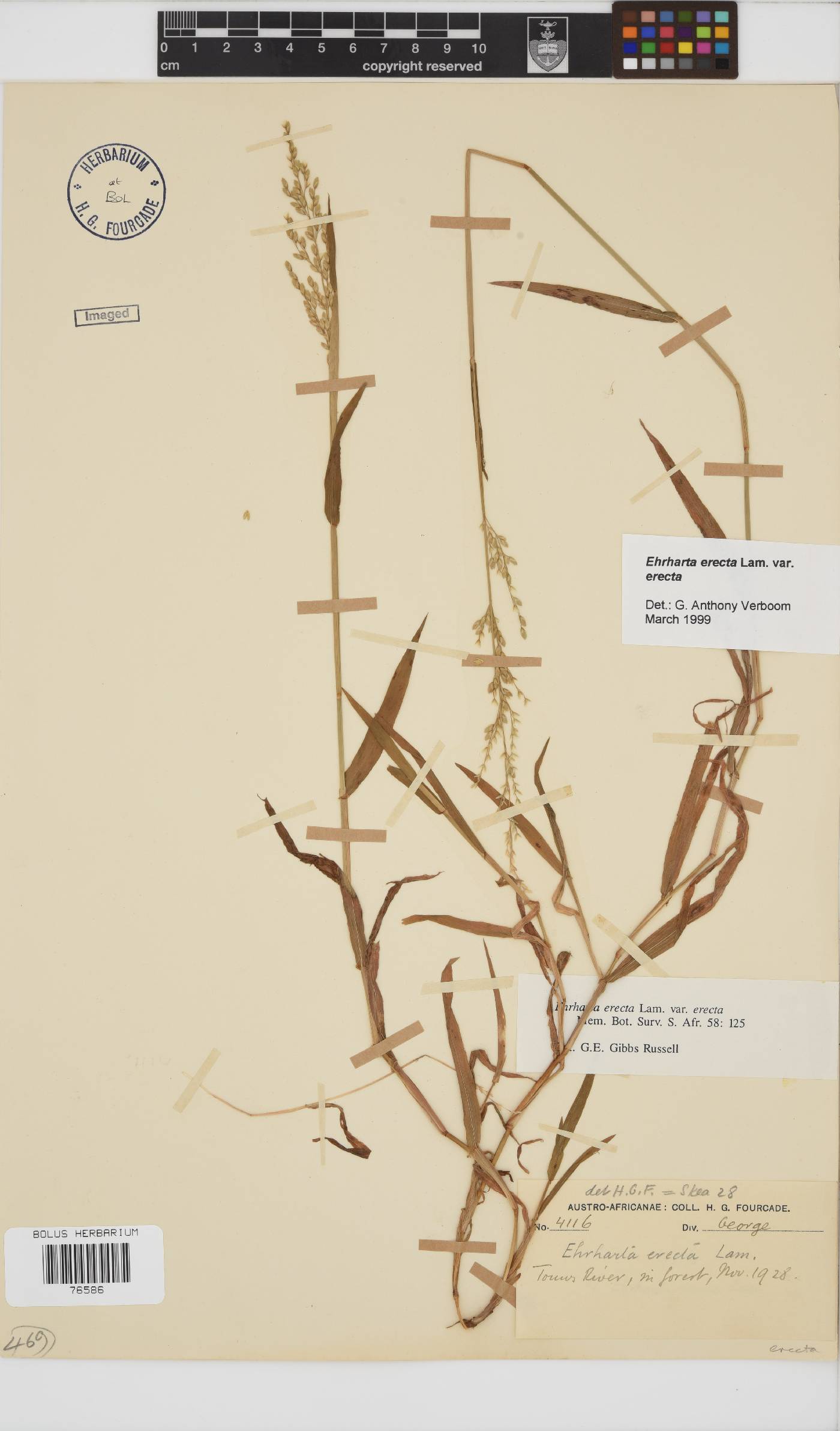 Ehrharta erecta image