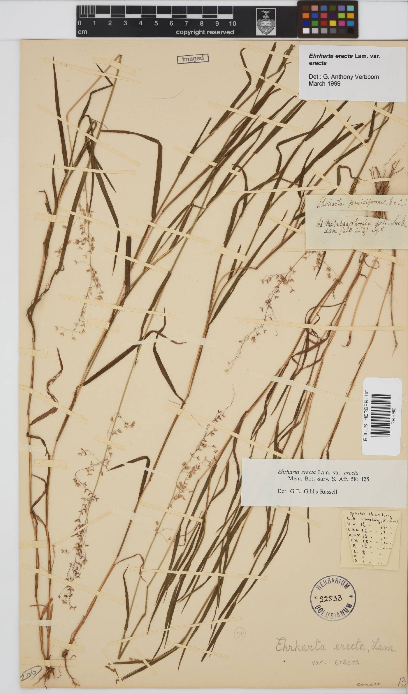 Ehrharta erecta var. erecta image