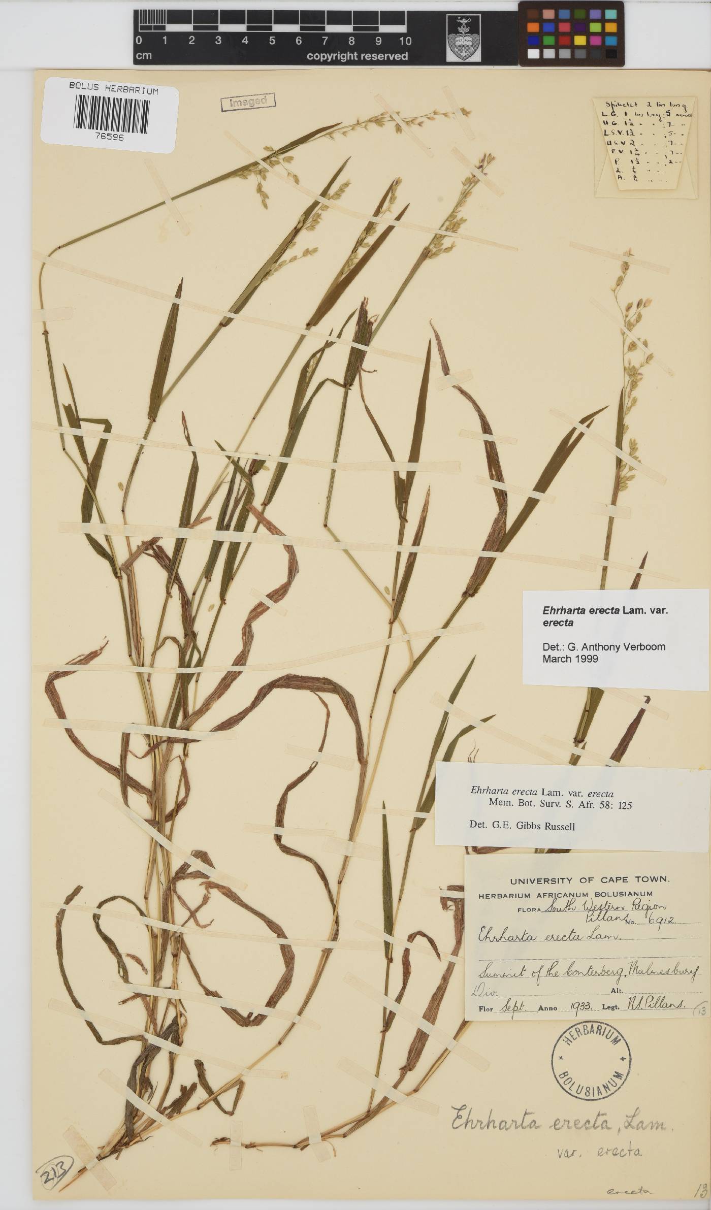 Ehrharta erecta image