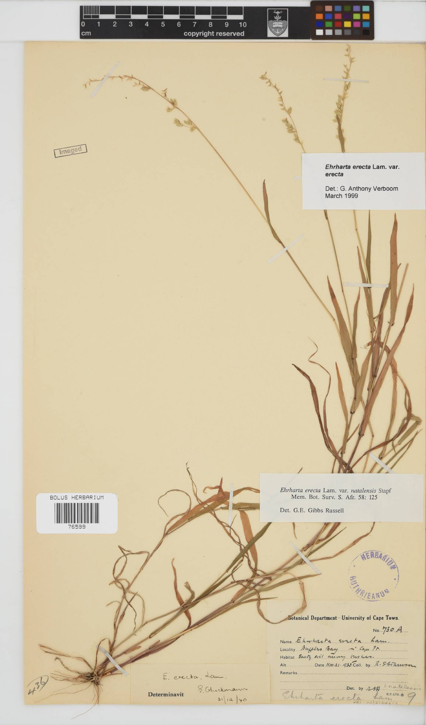 Ehrharta erecta var. erecta image