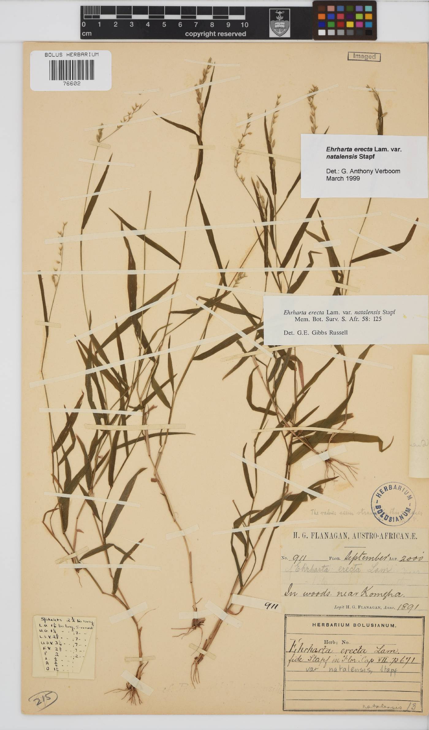 Ehrharta erecta var. natalensis image