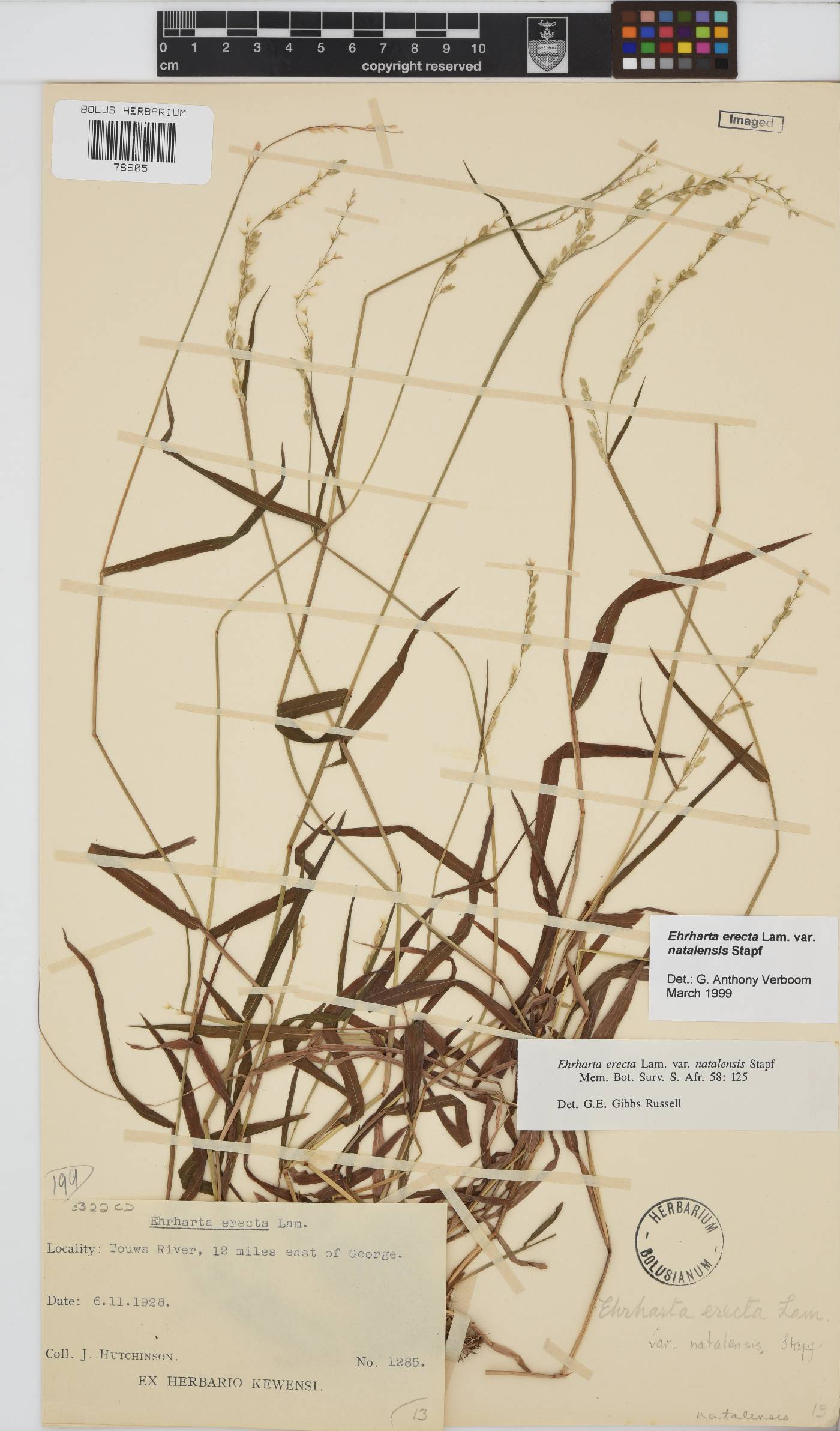 Ehrharta erecta var. natalensis image