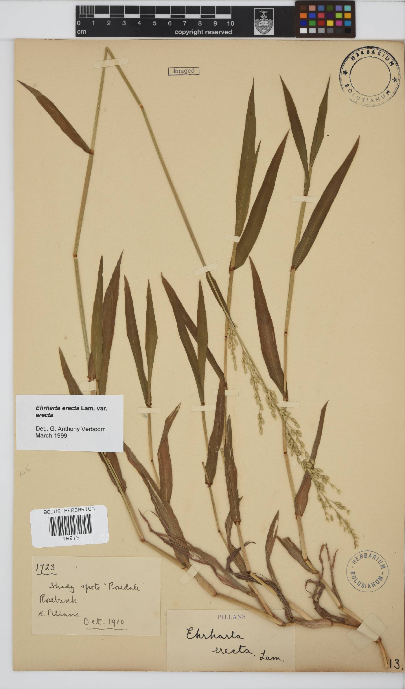 Ehrharta erecta var. erecta image