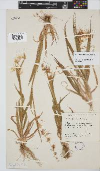 Ehrharta longiflora image