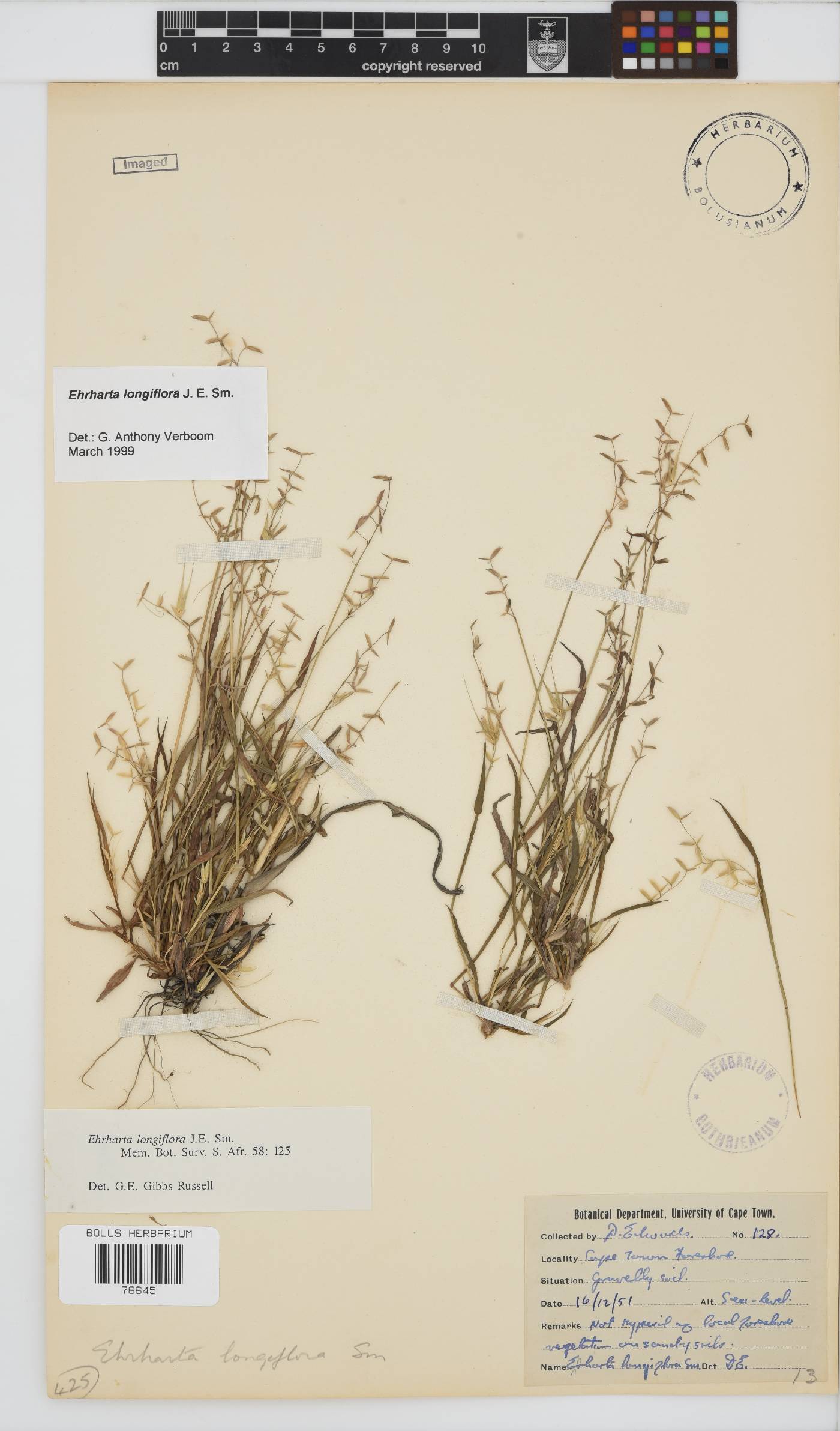 Ehrharta longiflora image