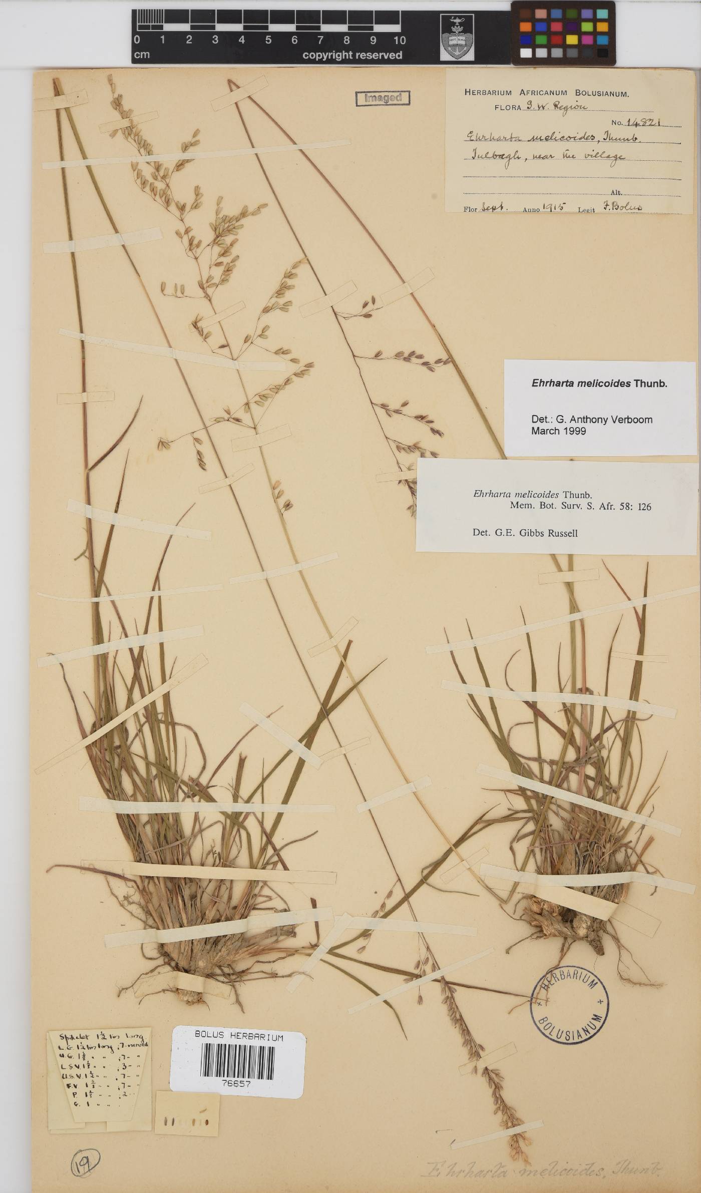 Ehrharta melicoides image