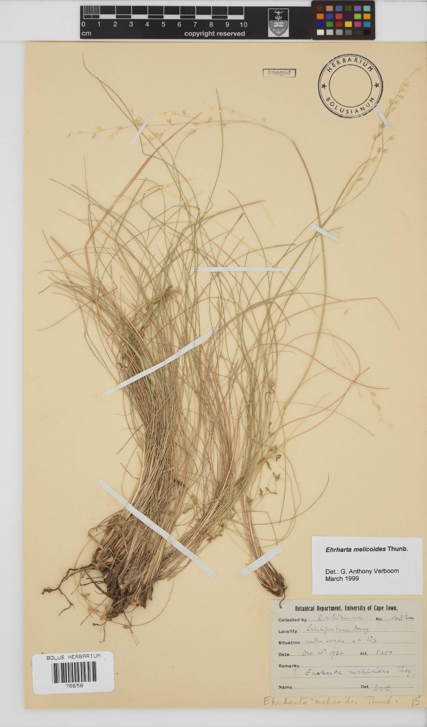 Ehrharta melicoides image