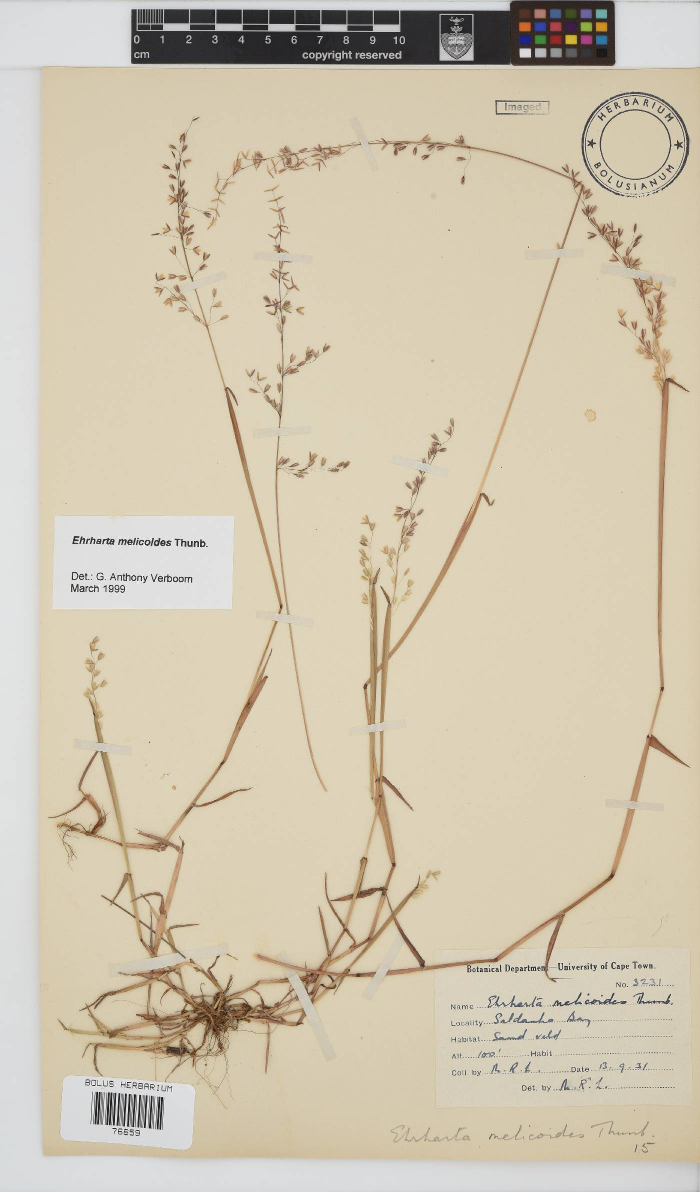 Ehrharta melicoides image