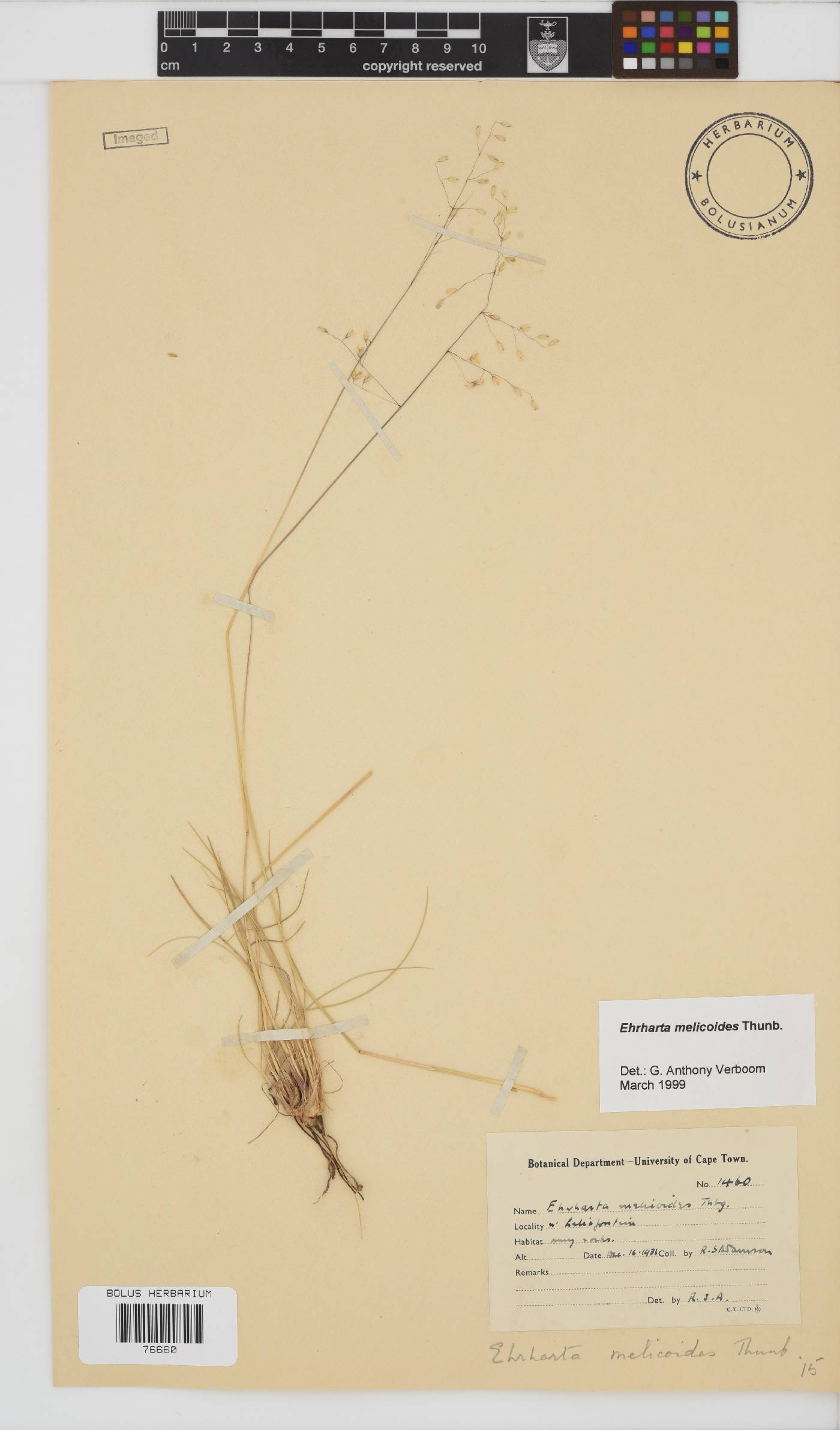 Ehrharta image