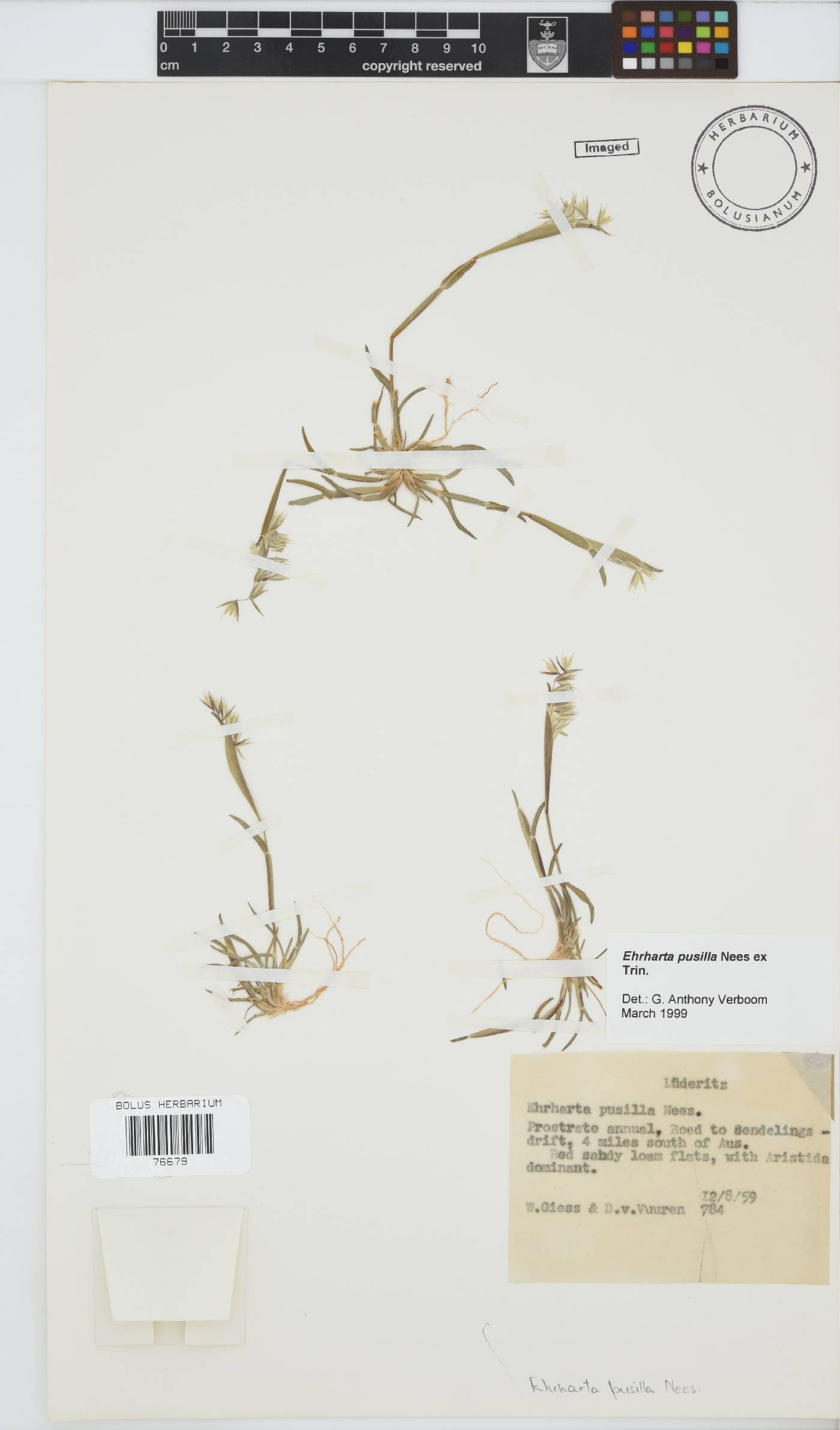 Ehrharta pusilla image