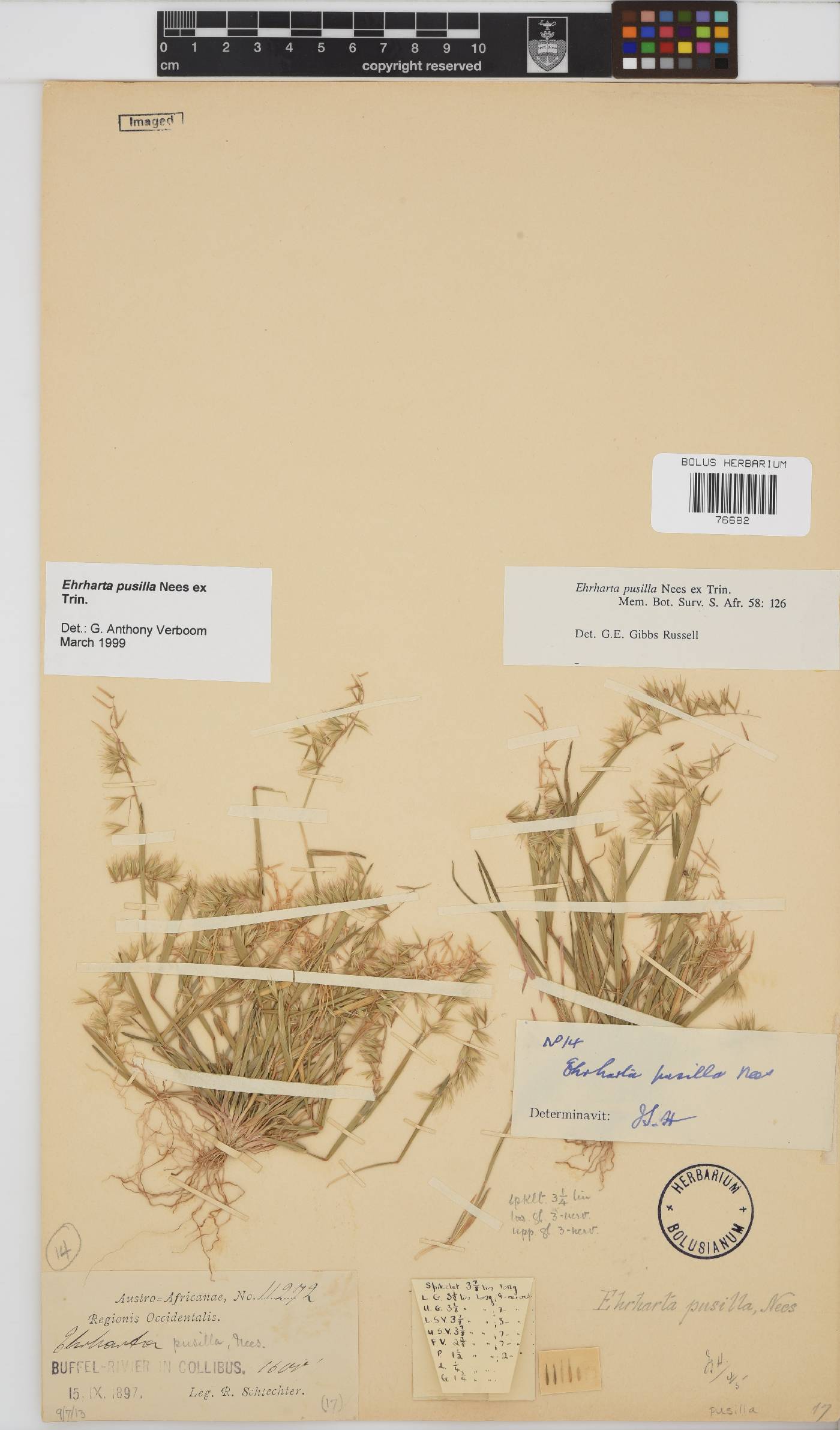 Ehrharta pusilla image