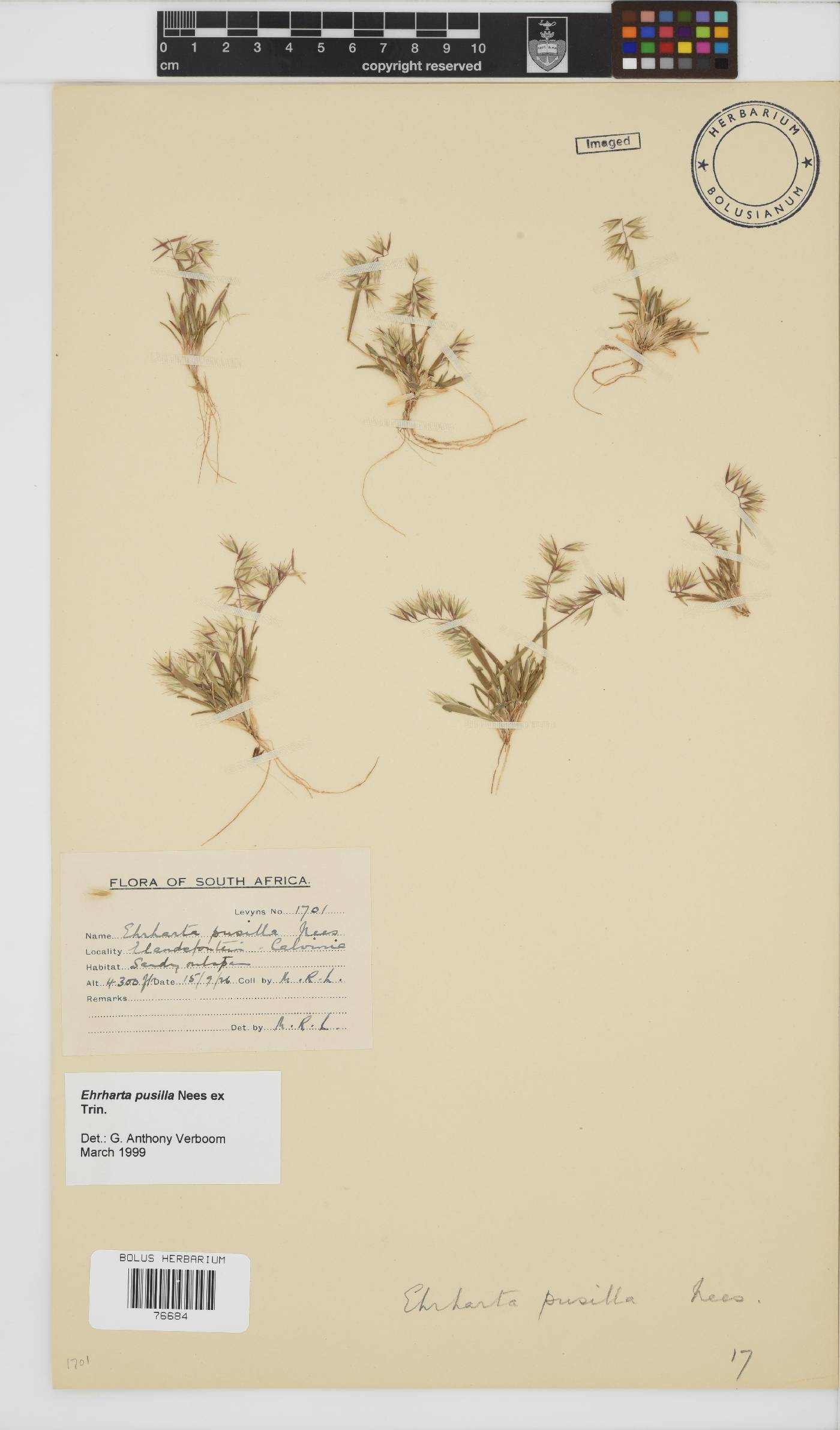 Ehrharta pusilla image