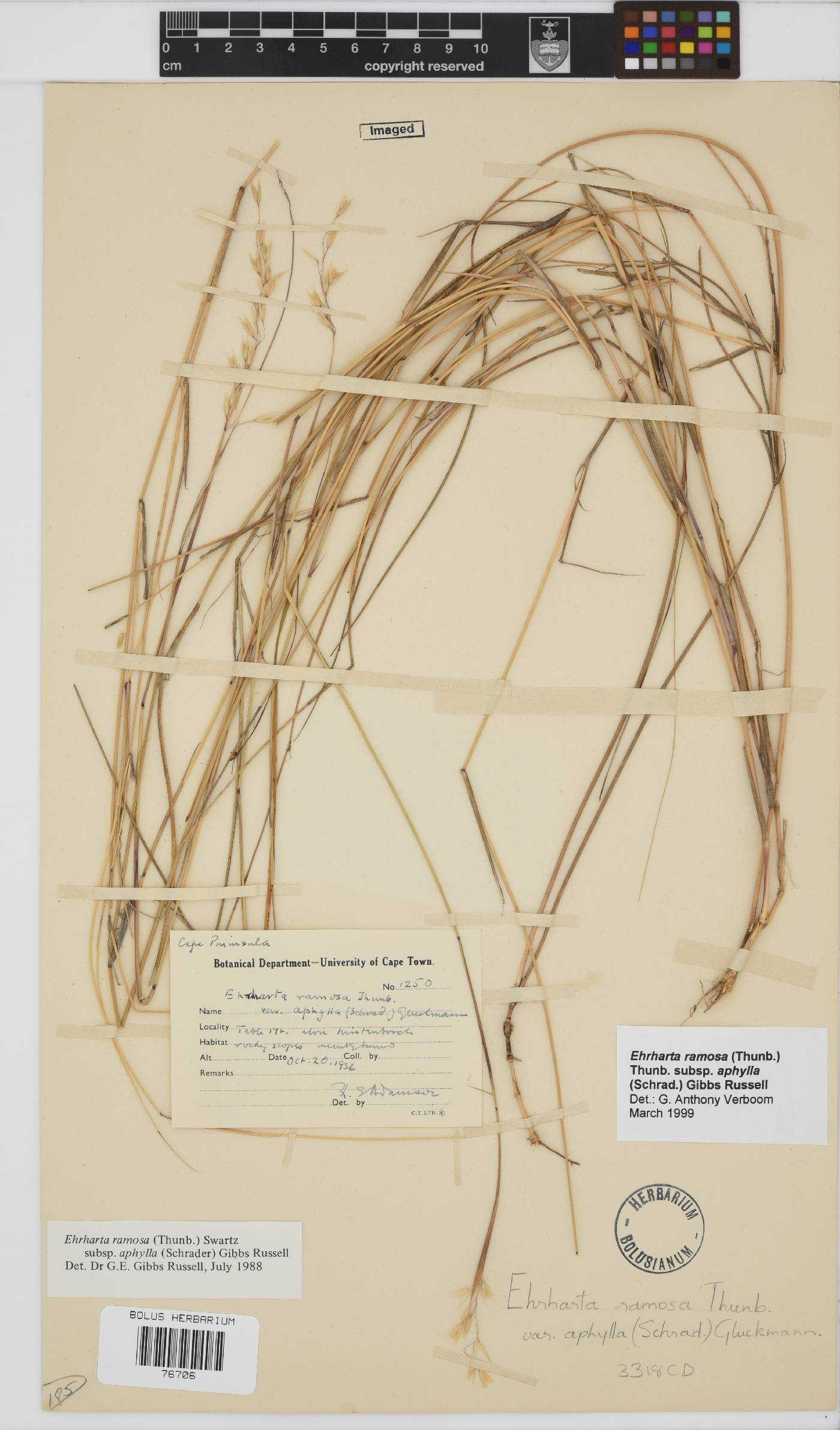 Ehrharta ramosa subsp. aphylla image