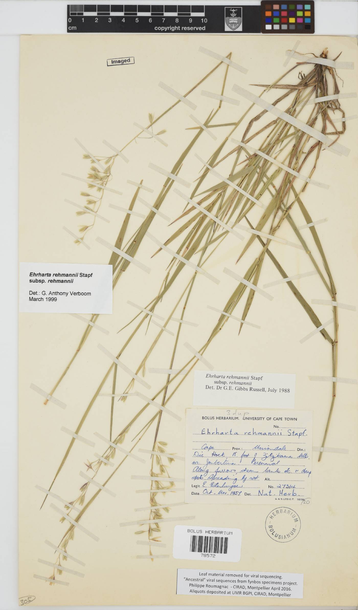 Ehrharta rehmannii subsp. rehmannii image