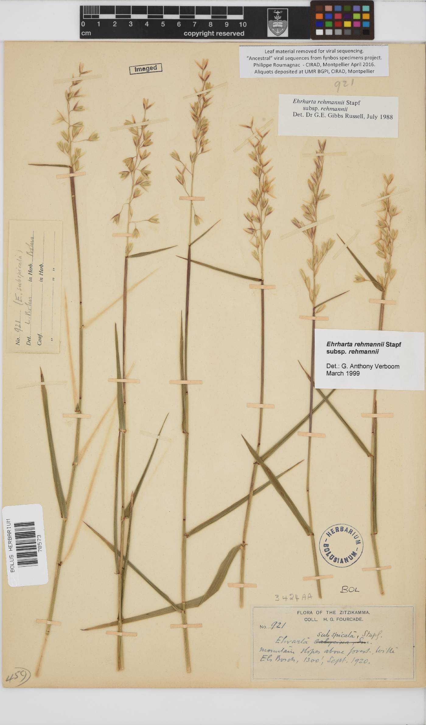 Ehrharta rehmannii subsp. rehmannii image