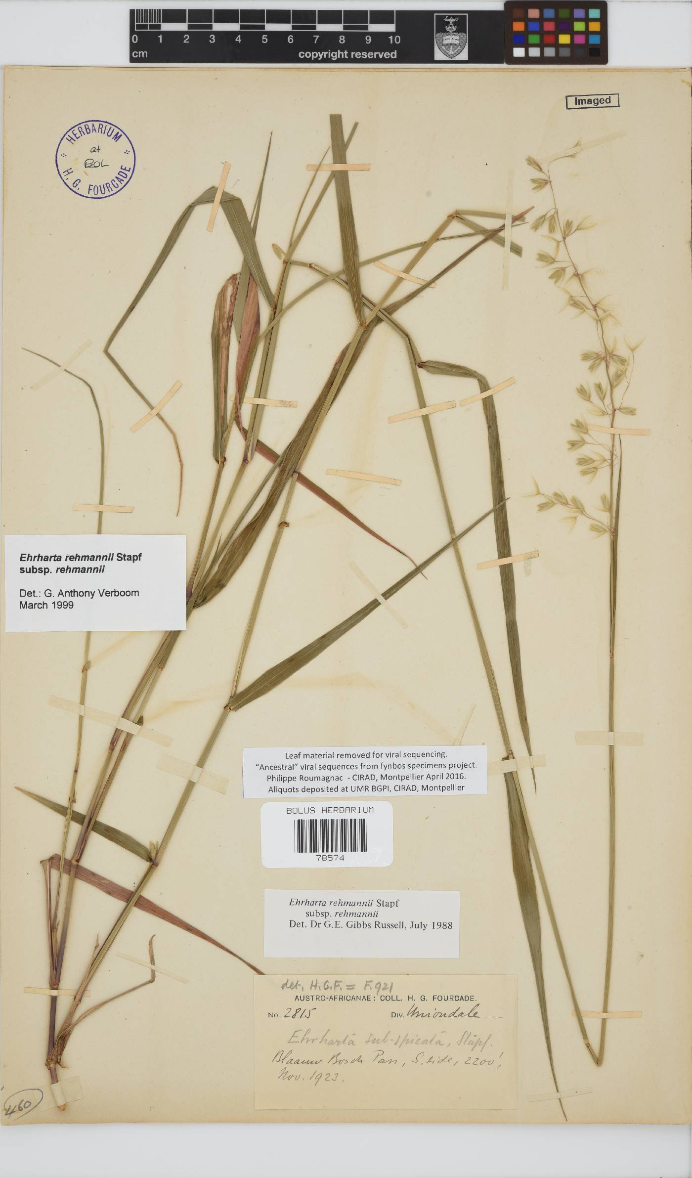 Ehrharta rehmannii image