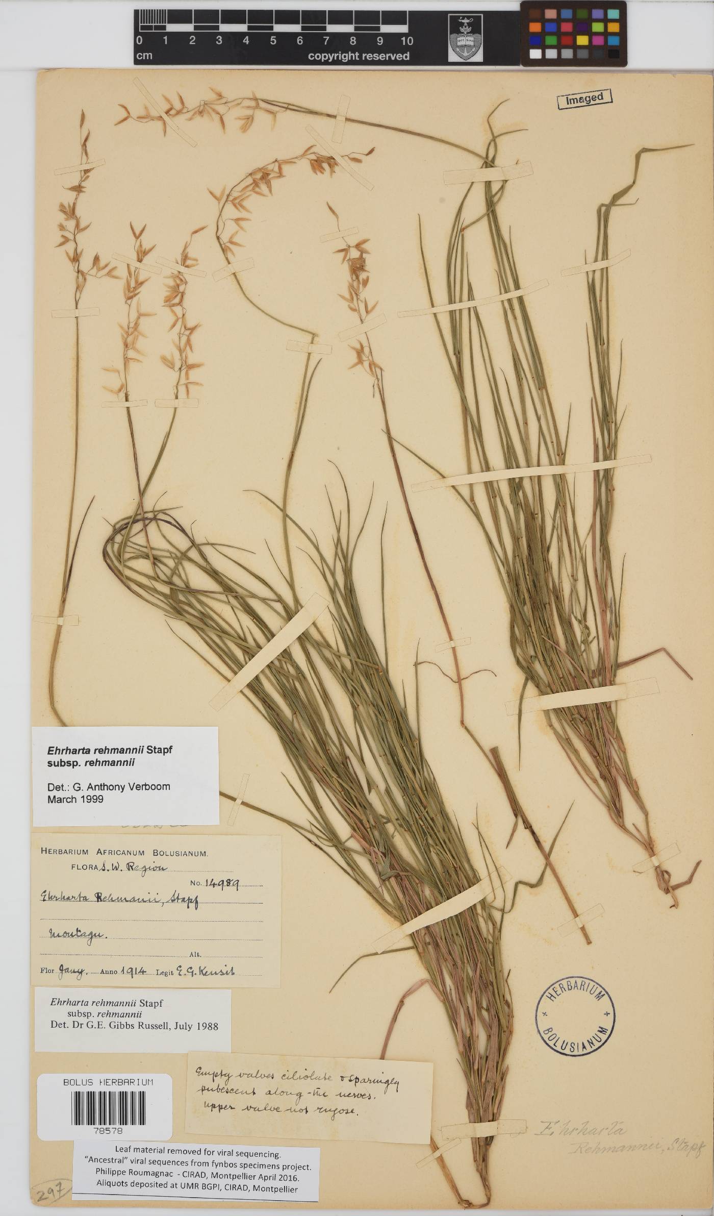 Ehrharta rehmannii subsp. rehmannii image