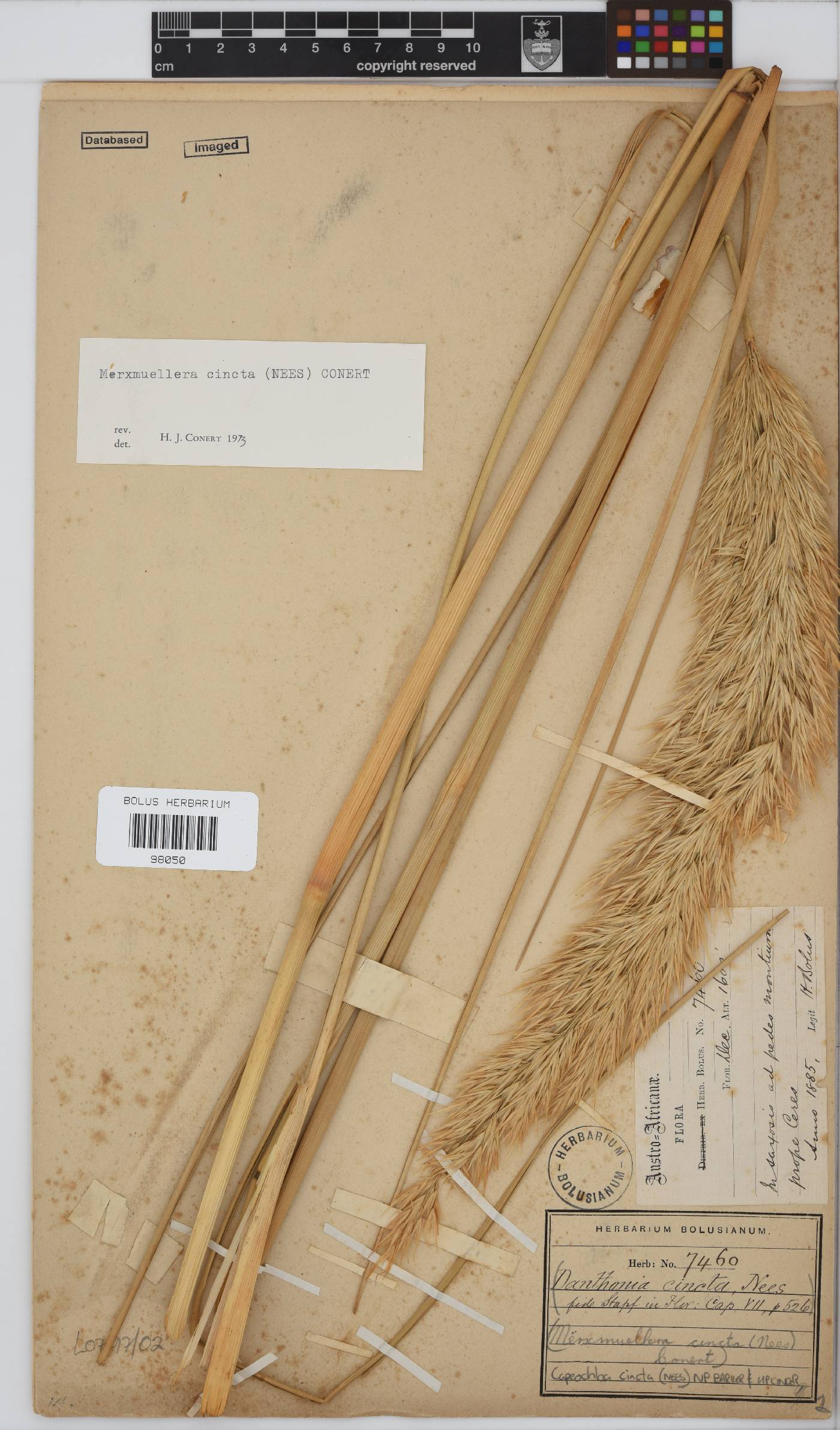 Capeochloa cincta subsp. cincta image