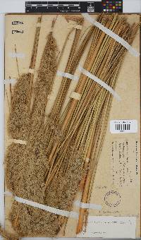 Capeochloa cincta subsp. cincta image