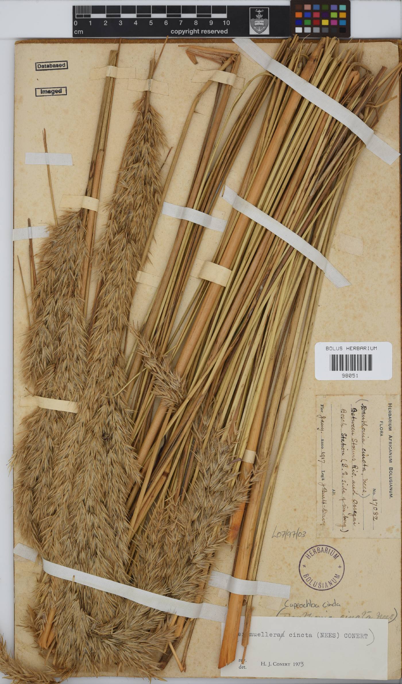 Capeochloa cincta subsp. cincta image