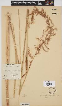 Miscanthus junceus image