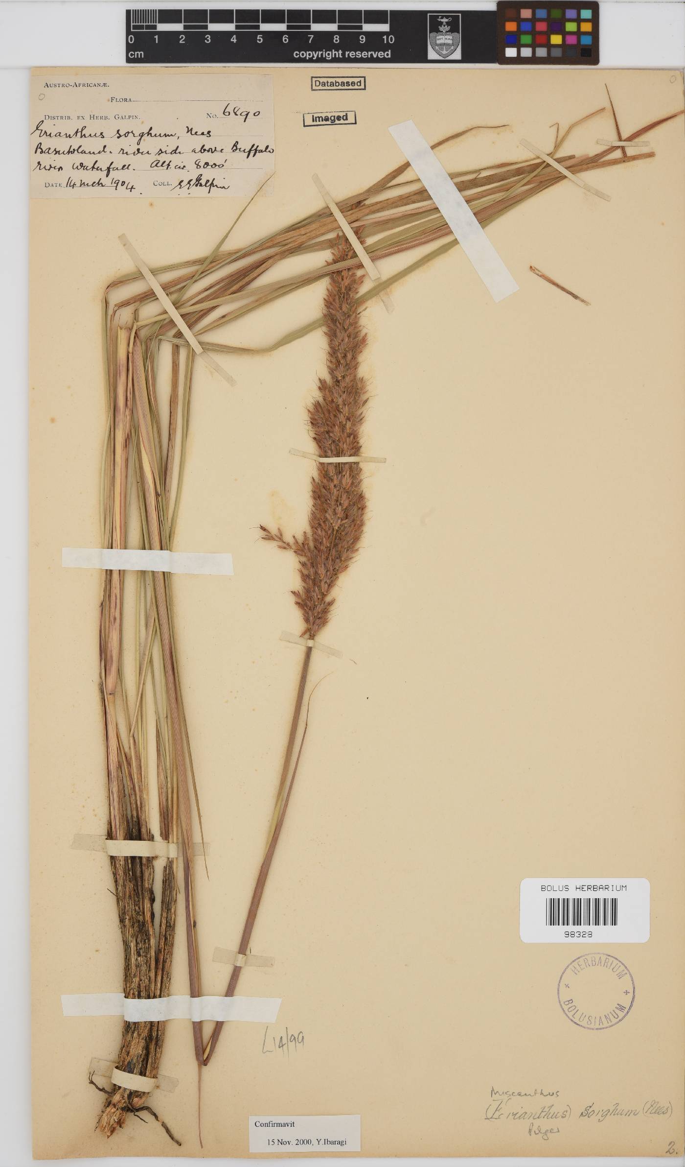 Miscanthus ecklonii image