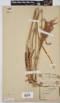 Miscanthus ecklonii image