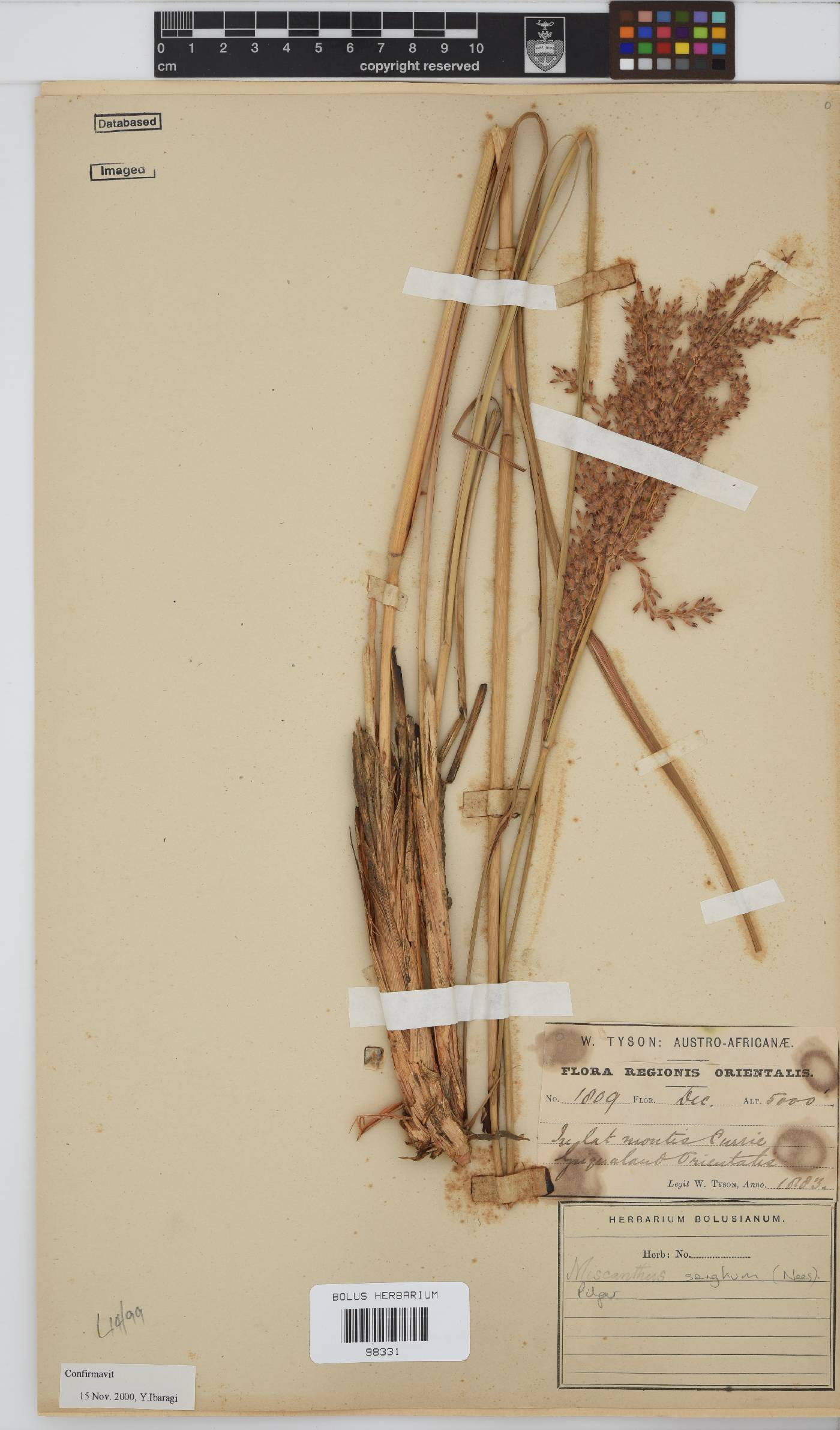 Miscanthus ecklonii image