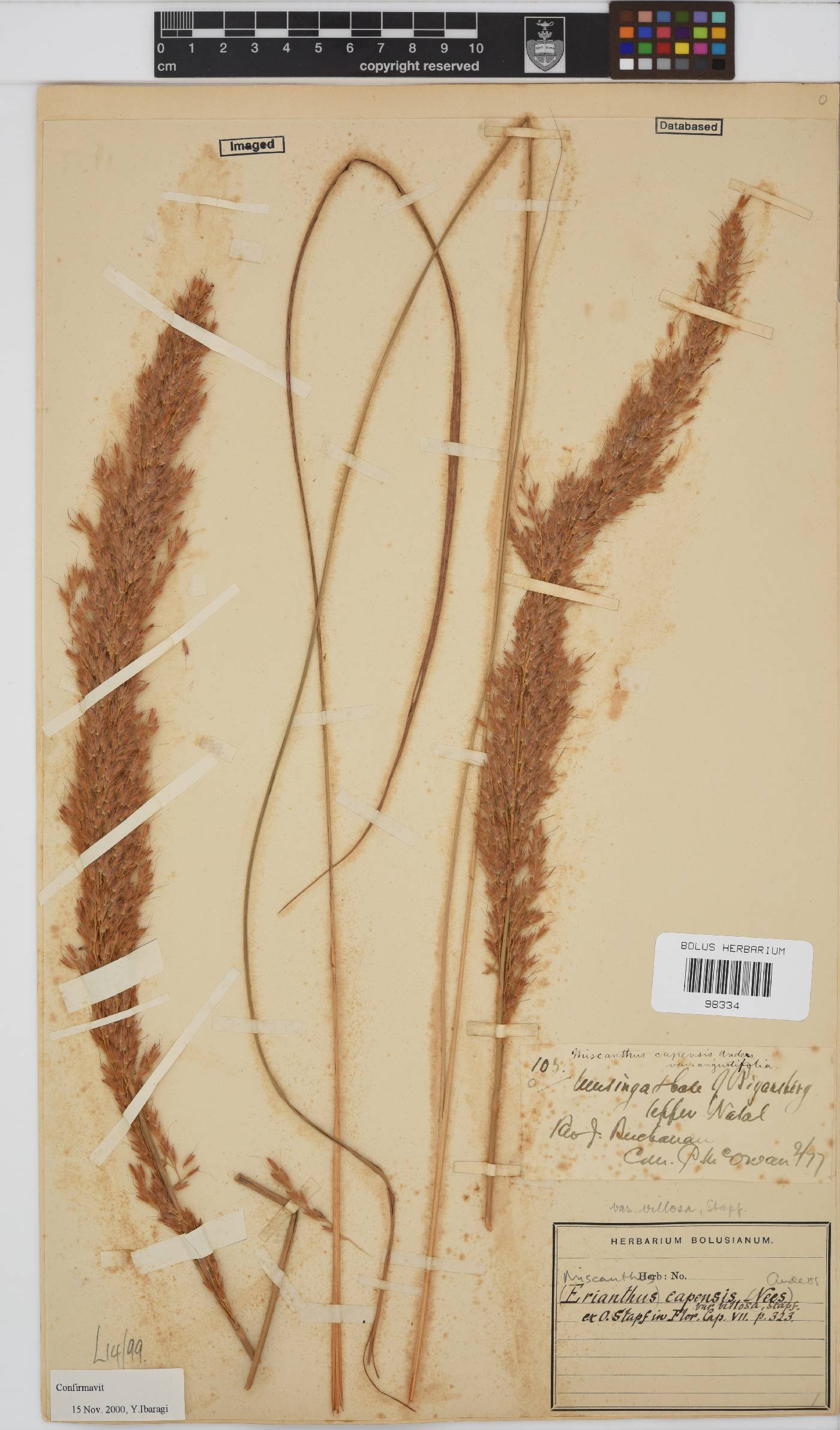 Miscanthus ecklonii image