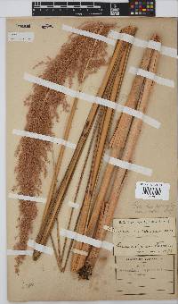 Miscanthus ecklonii image