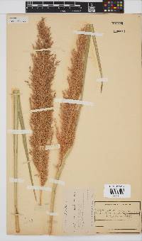 Miscanthus ecklonii image