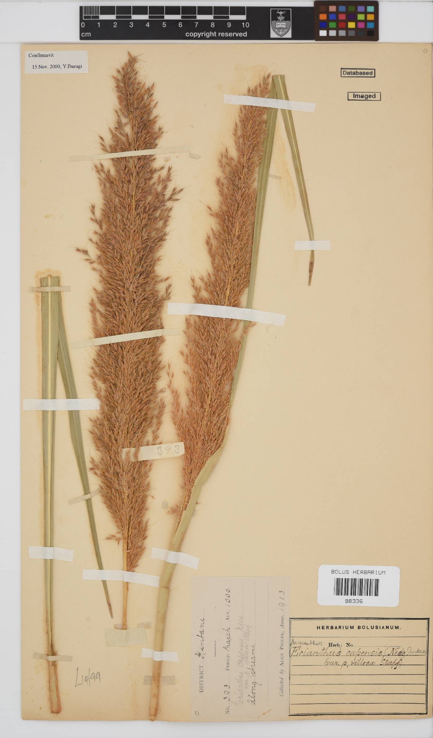 Miscanthus ecklonii image