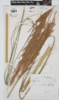 Miscanthus ecklonii image