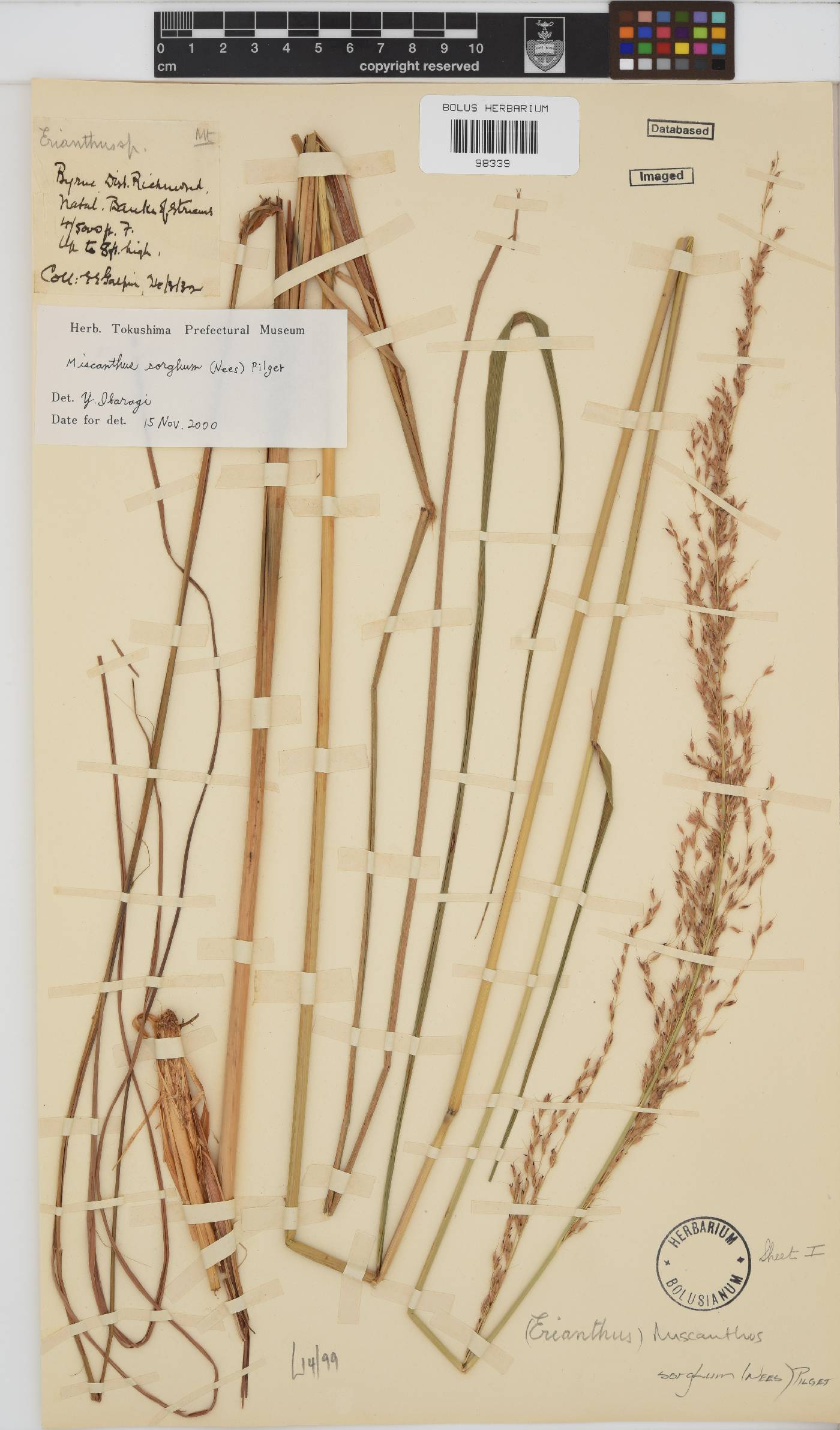 Miscanthus ecklonii image