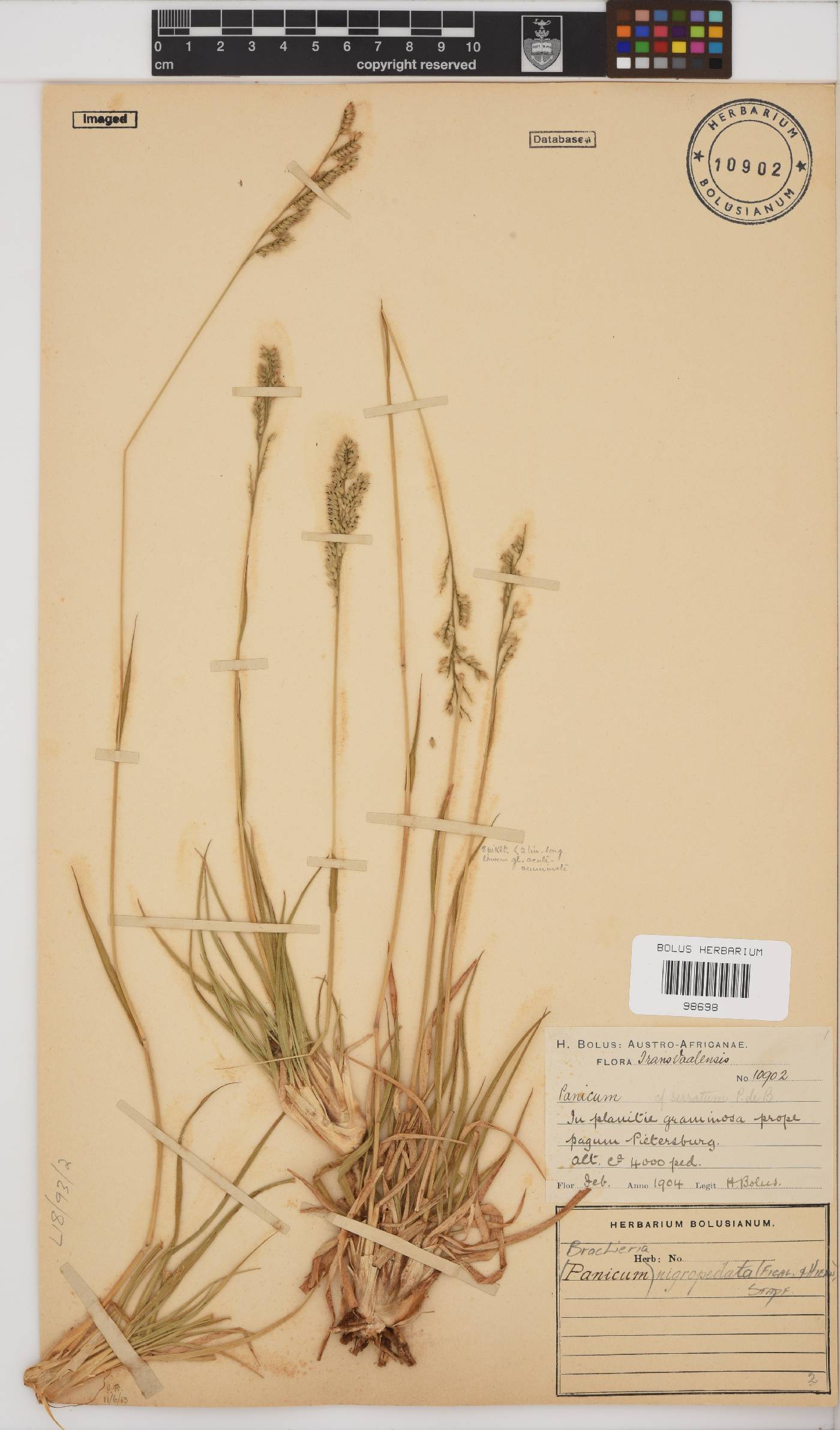 Brachiaria nigropedata image