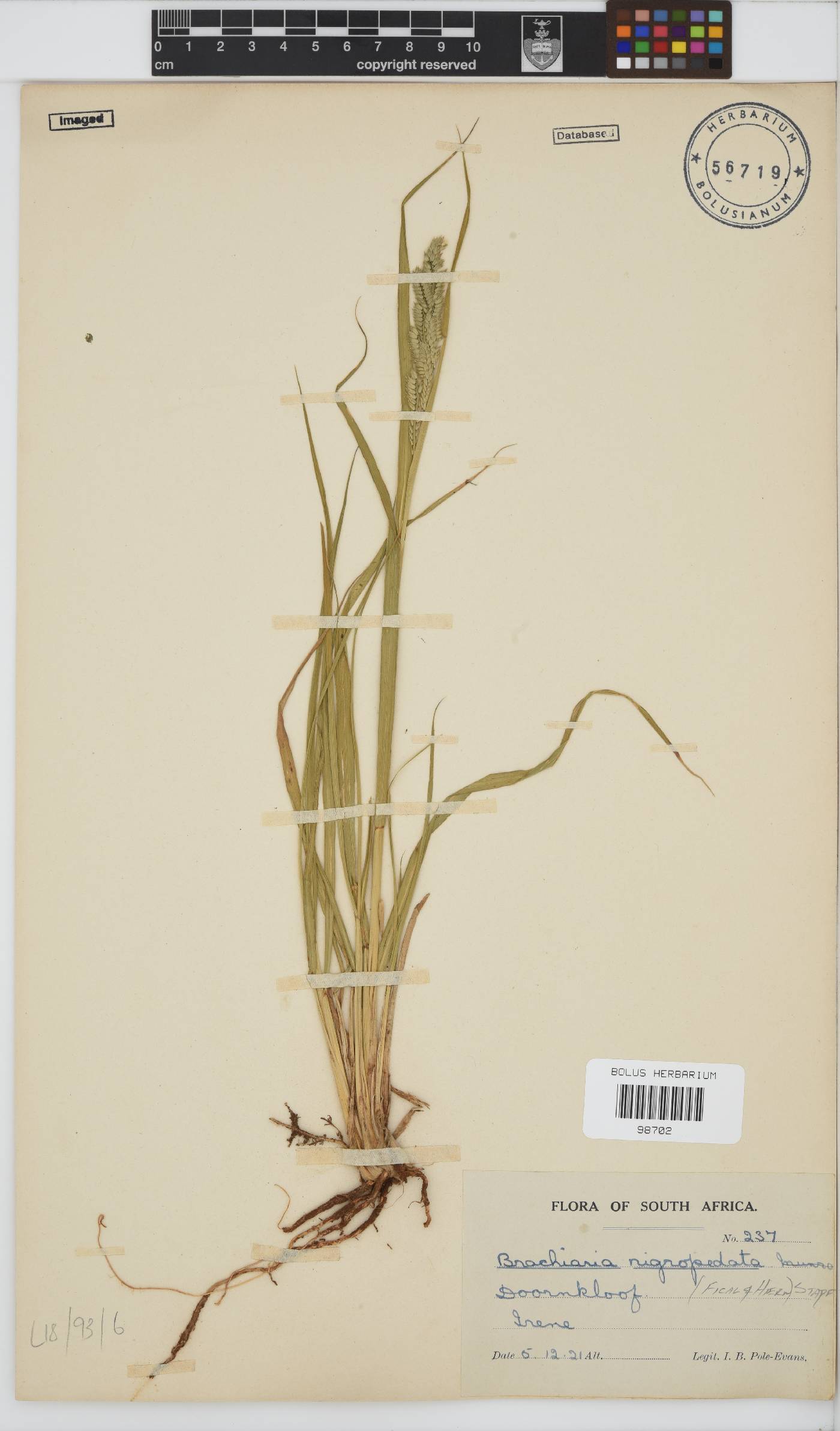 Brachiaria image