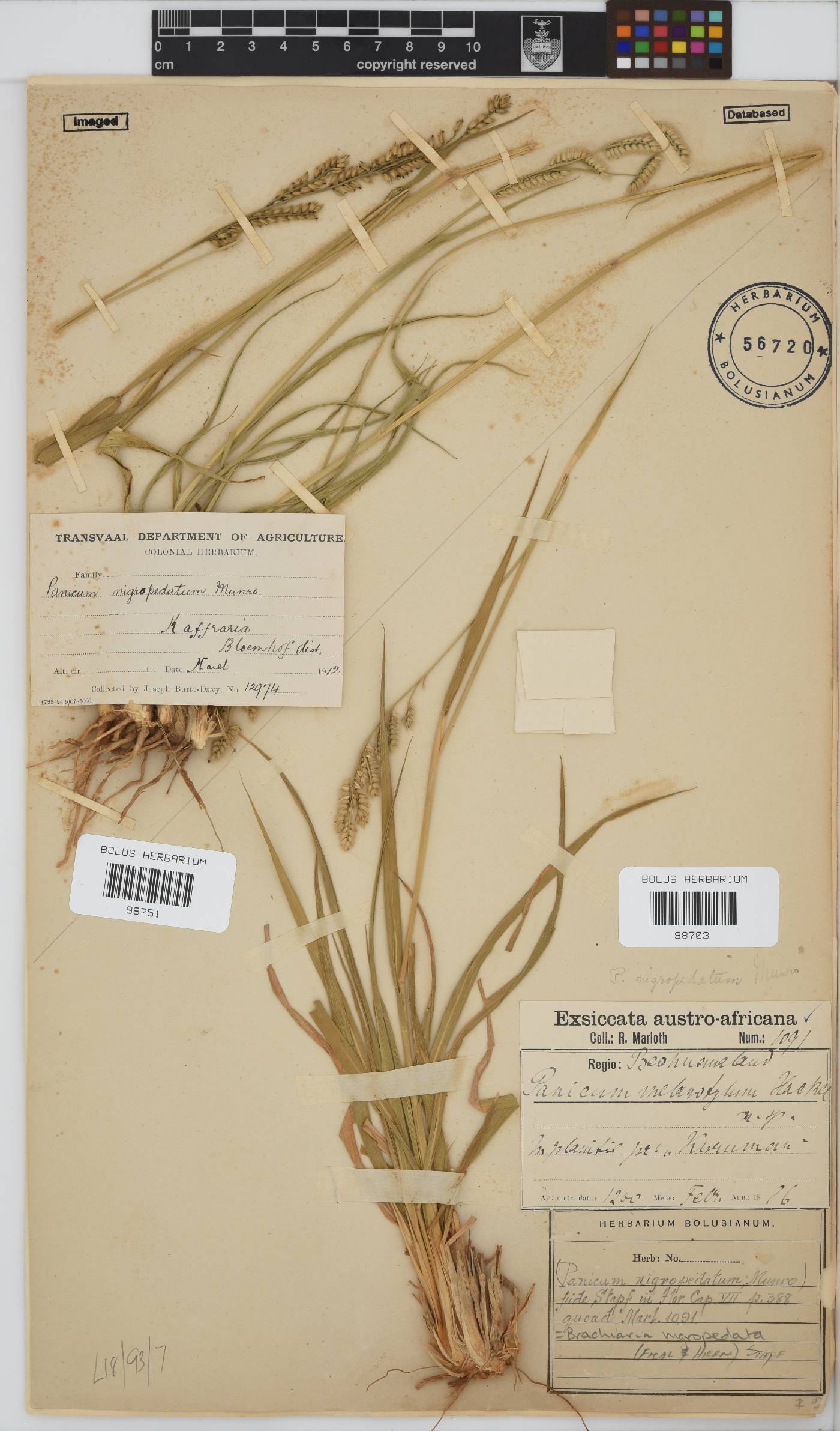 Brachiaria image
