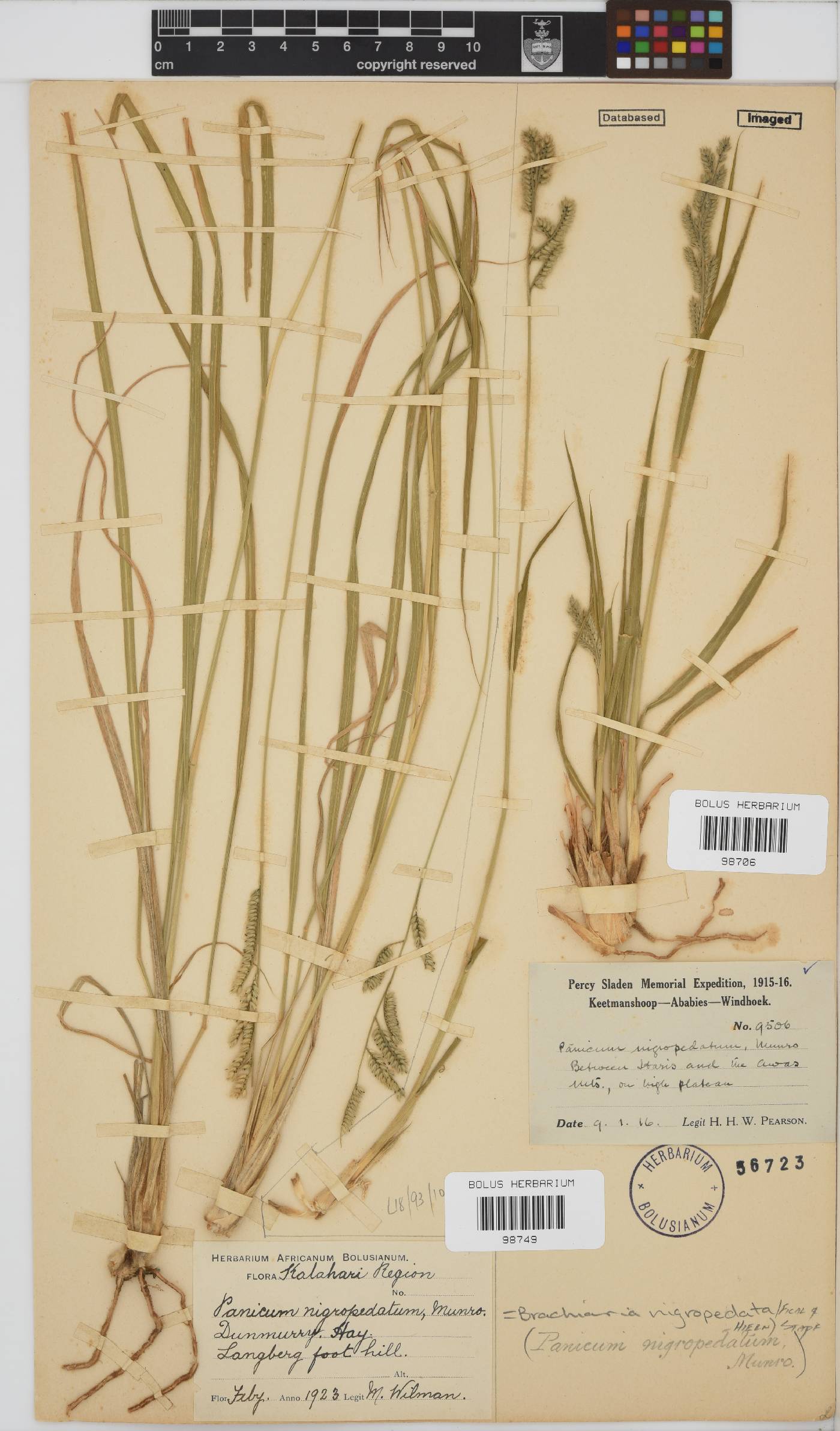 Brachiaria image