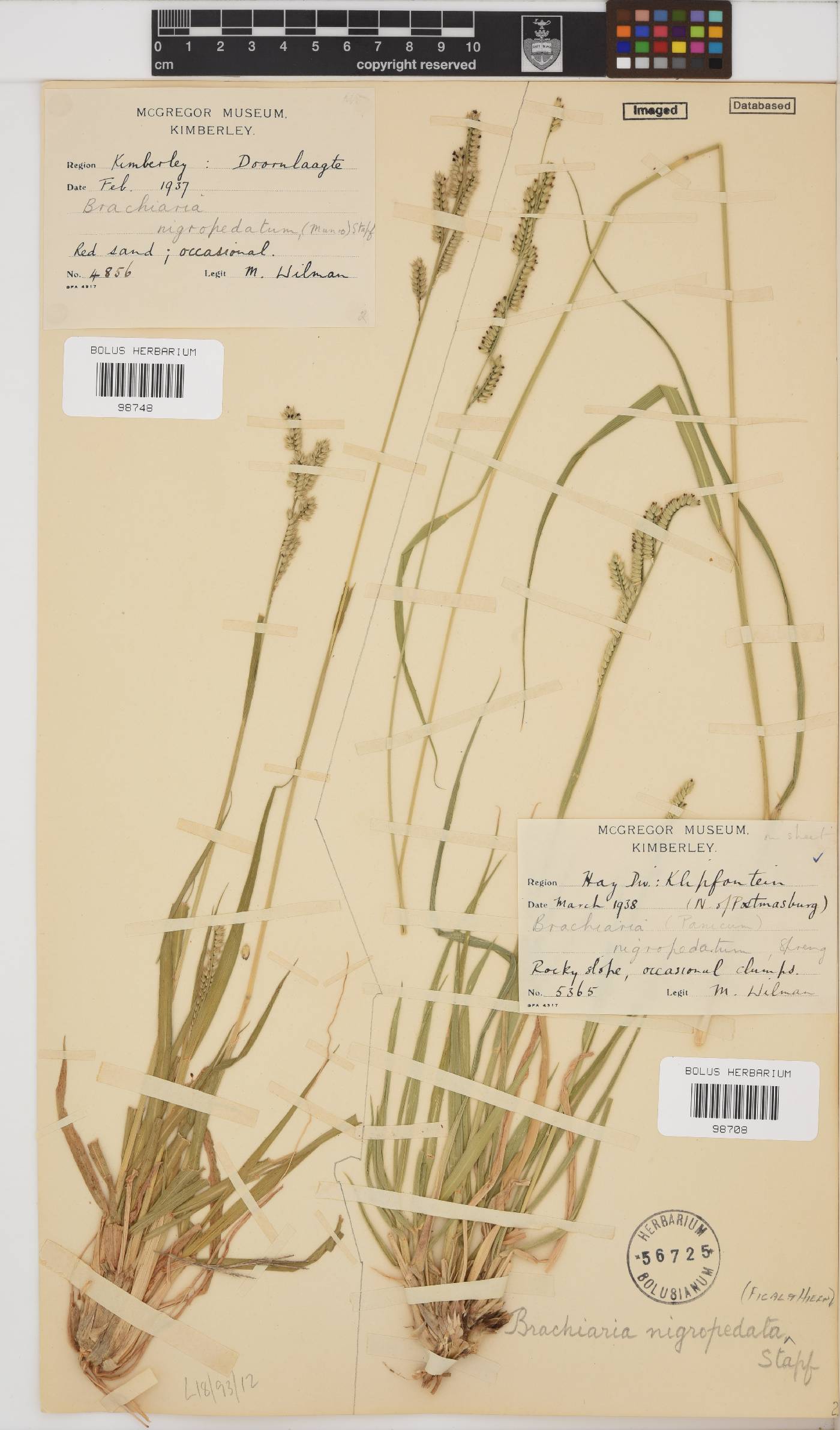 Brachiaria nigropedata image