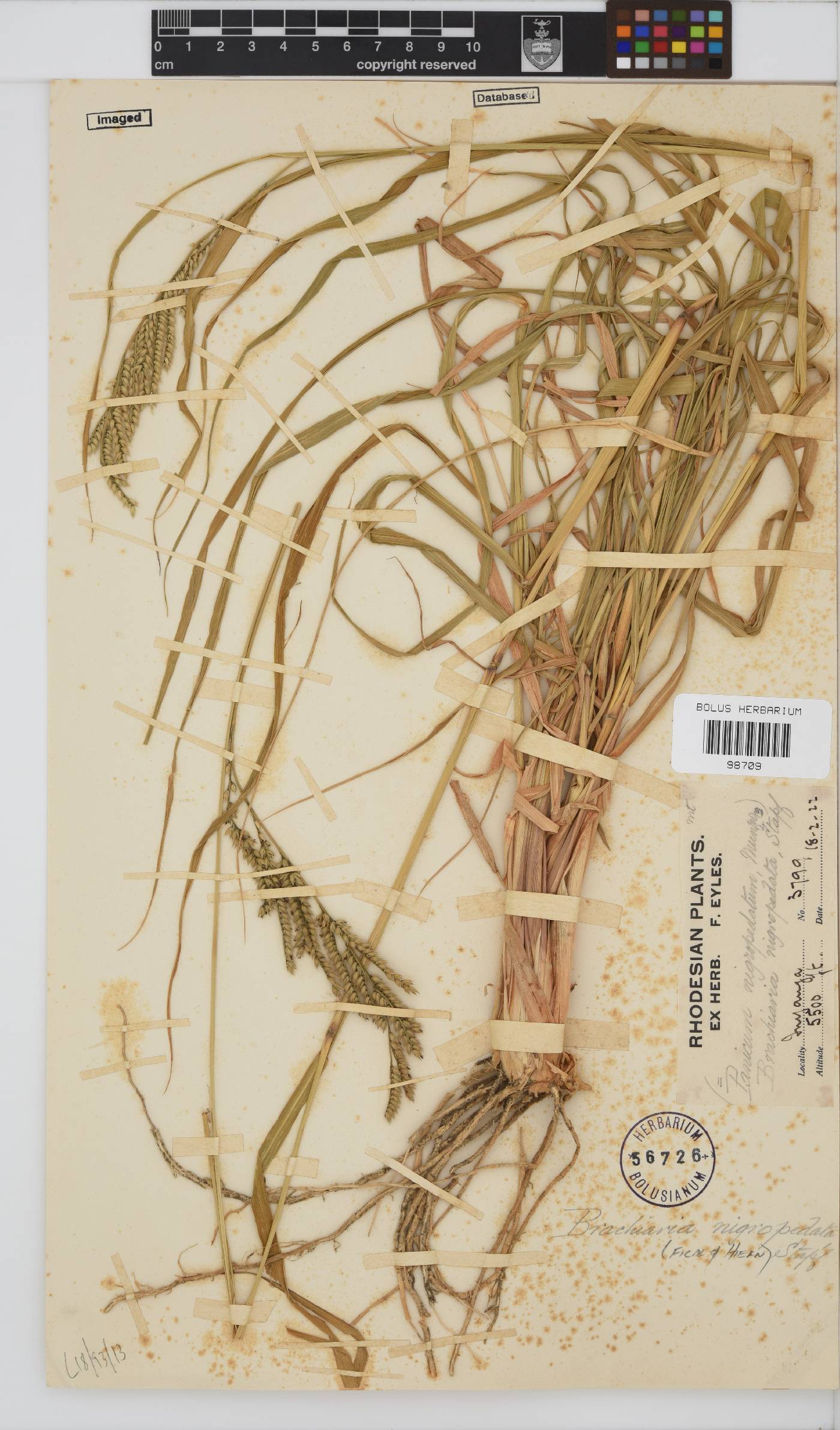 Brachiaria image